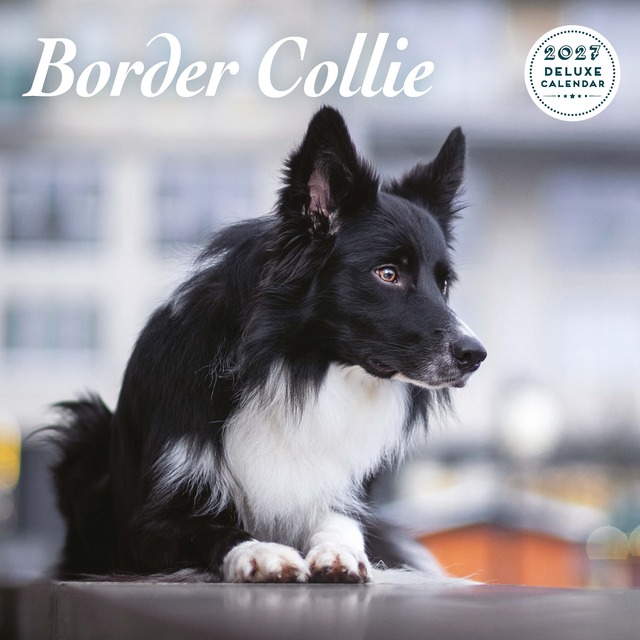 【2027年版】英国製犬種カレンダー【ボーダー・コリー】 DELUXE 2027年版
