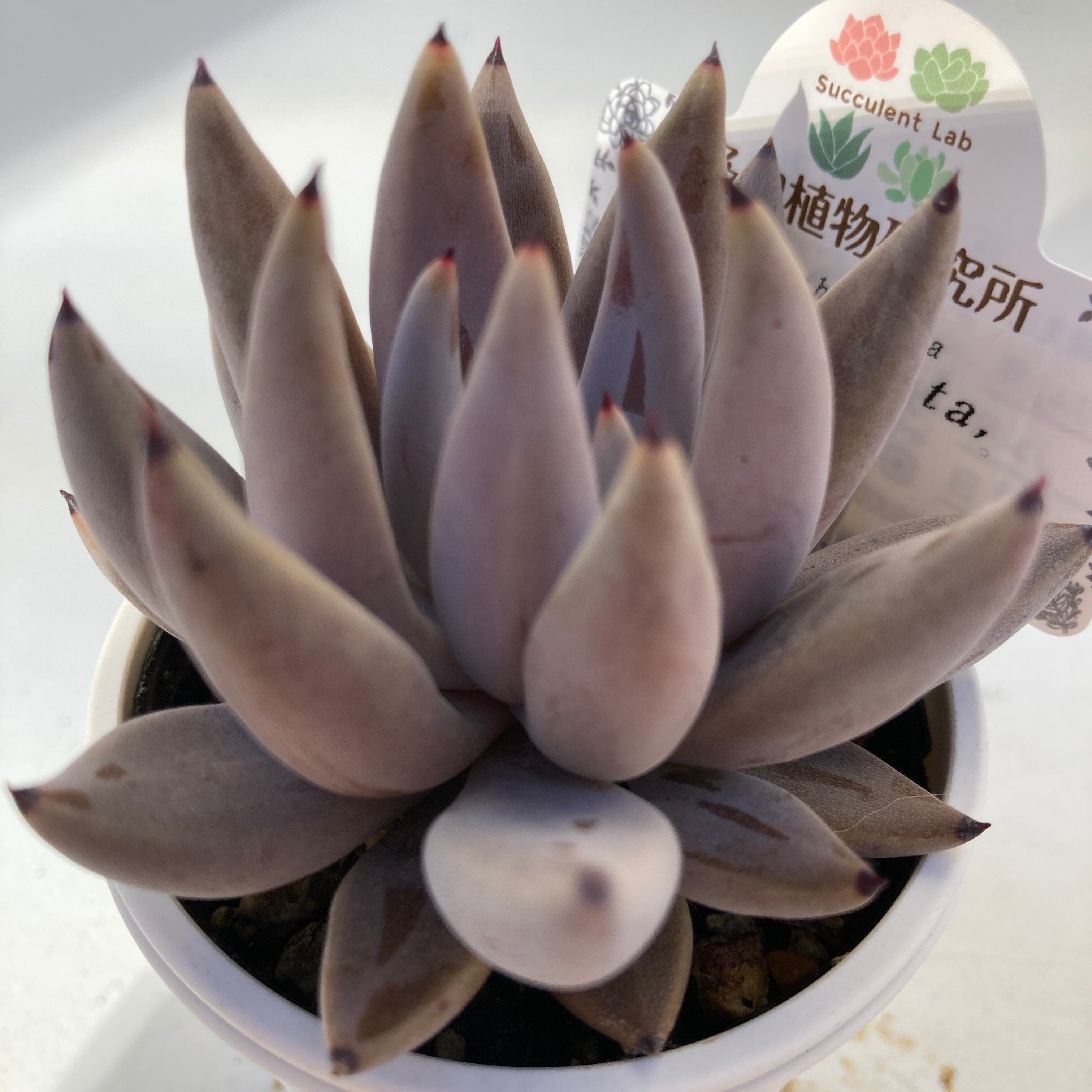 現物商品】ECHEVERIA unguiculata,Jaujal 原種 実生苗 | 多肉植物研究所