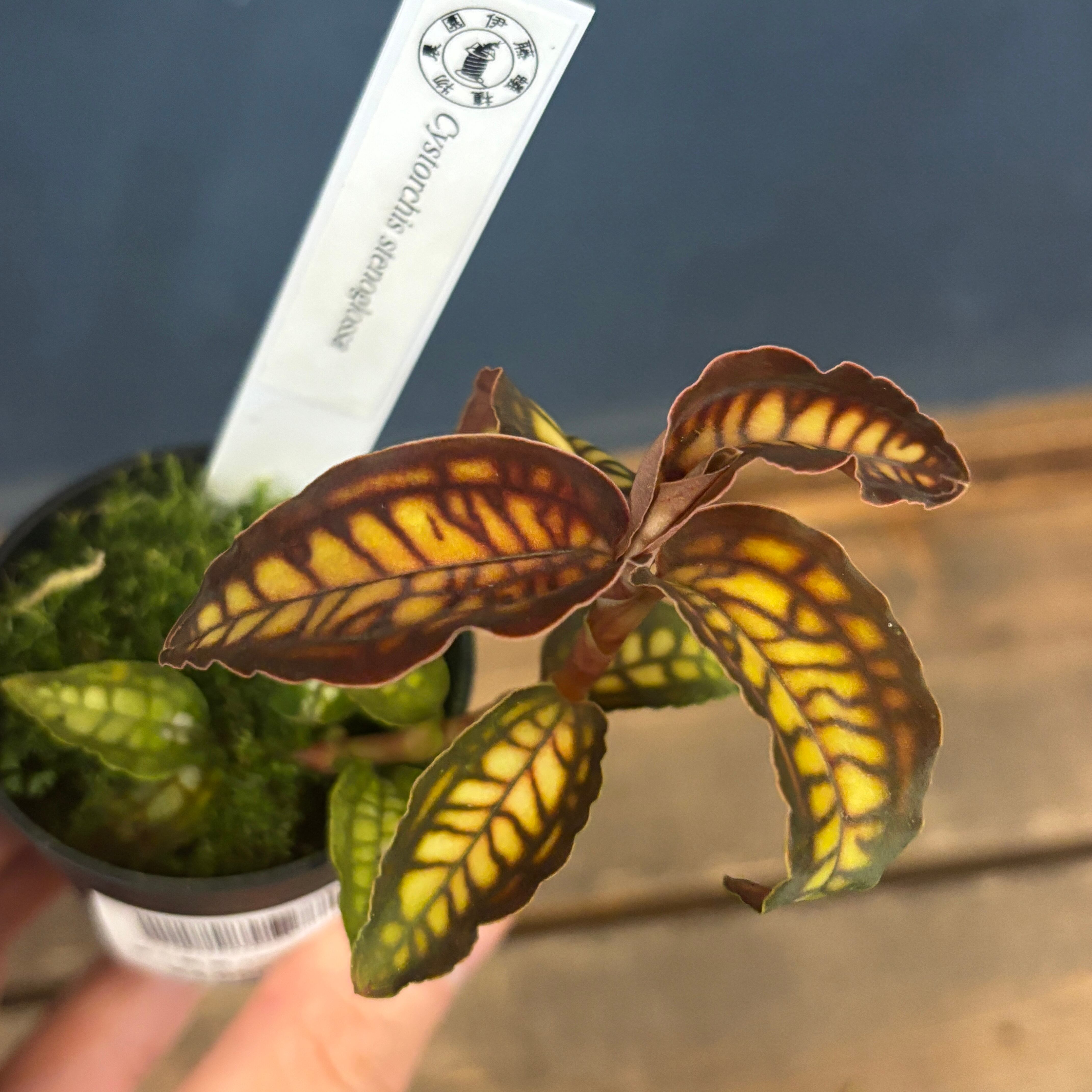 マミラリア ペレスデラロサエ 群生【764】 | PROTOLEAF プロトリーフ