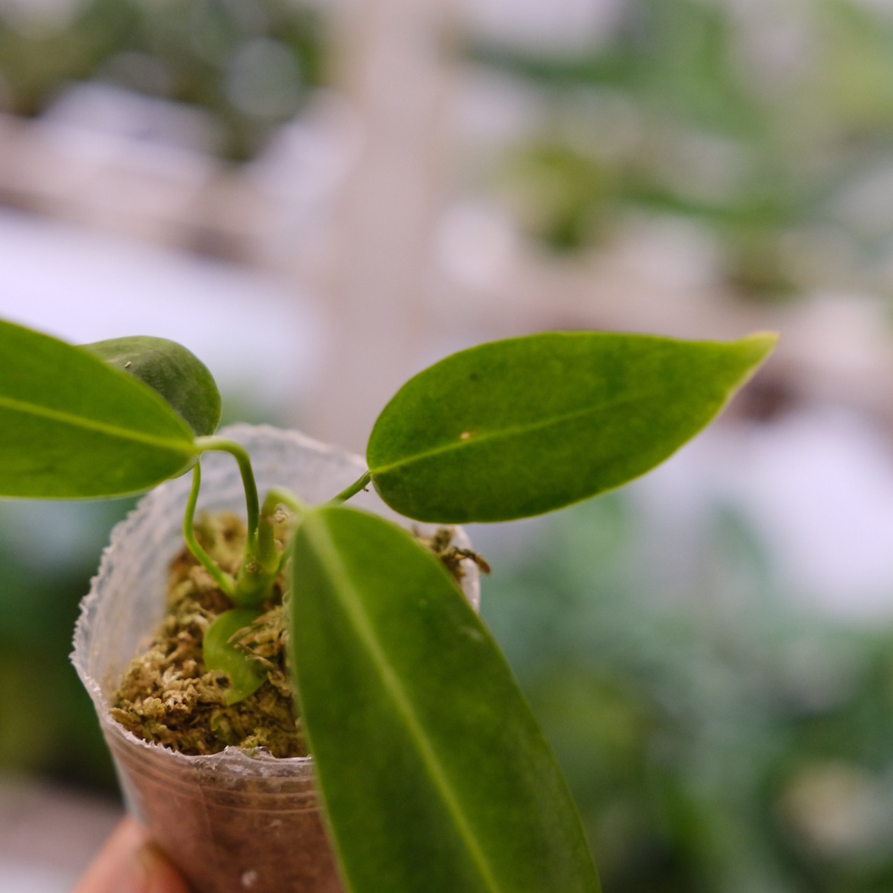 【実生】アンスリウム ワロクアーナム / Anthurium warocqueanum / 観葉植物<育て方・花言葉>