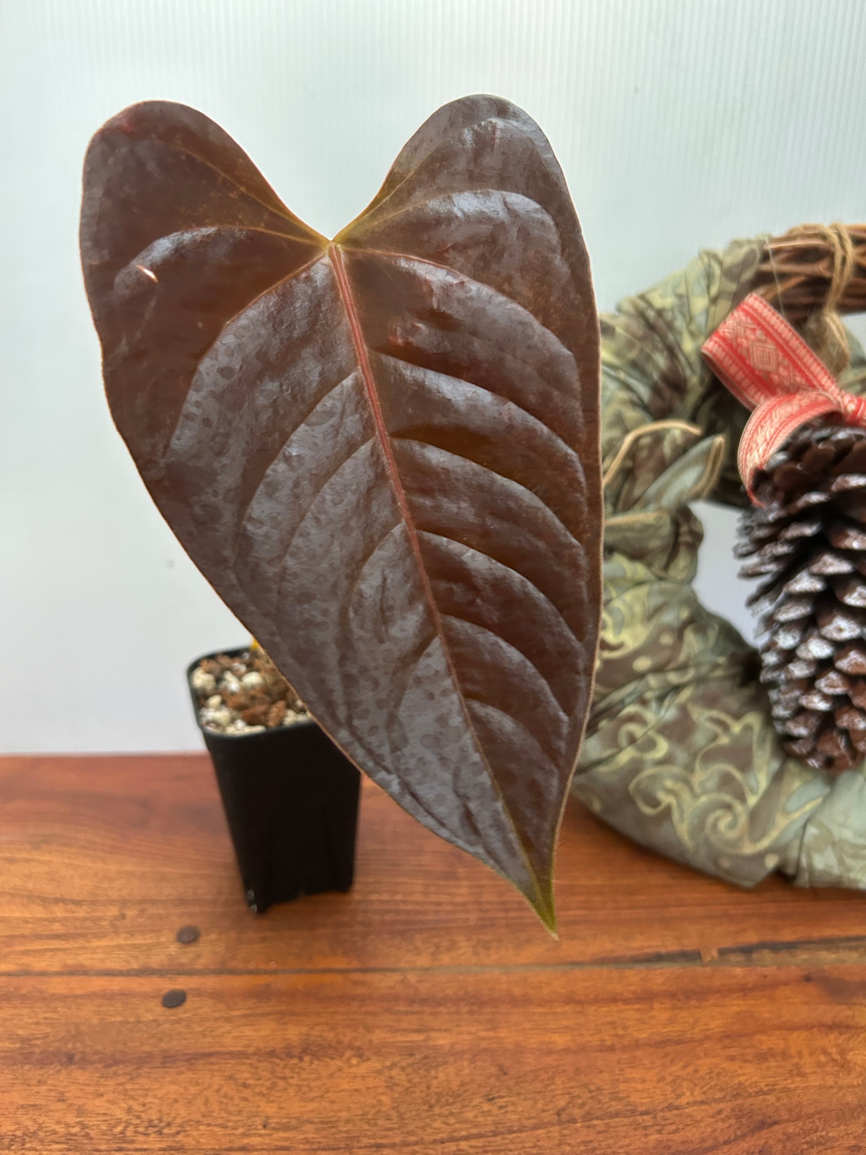 34 S&P アンスリウム　AOS Tezula×RVDP レッドベイン 34 S&P アンスリウム AOS Tezula×RVDP レッドベイン