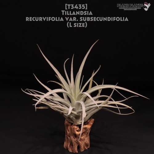 【送料無料】recurvifolia var. subsecundifolia〔エアプランツ〕現品発送T3435
