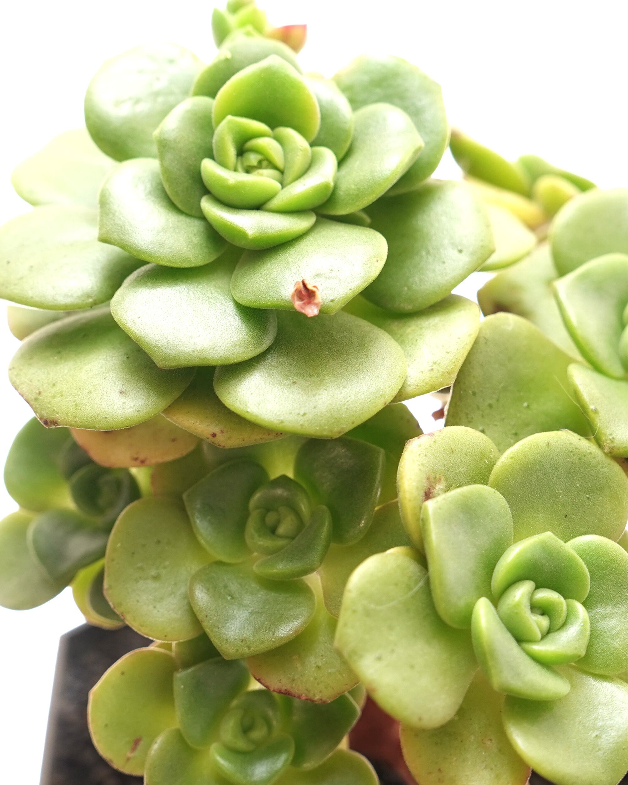アエオニウム | PUKUBOOK SUCCULENTS