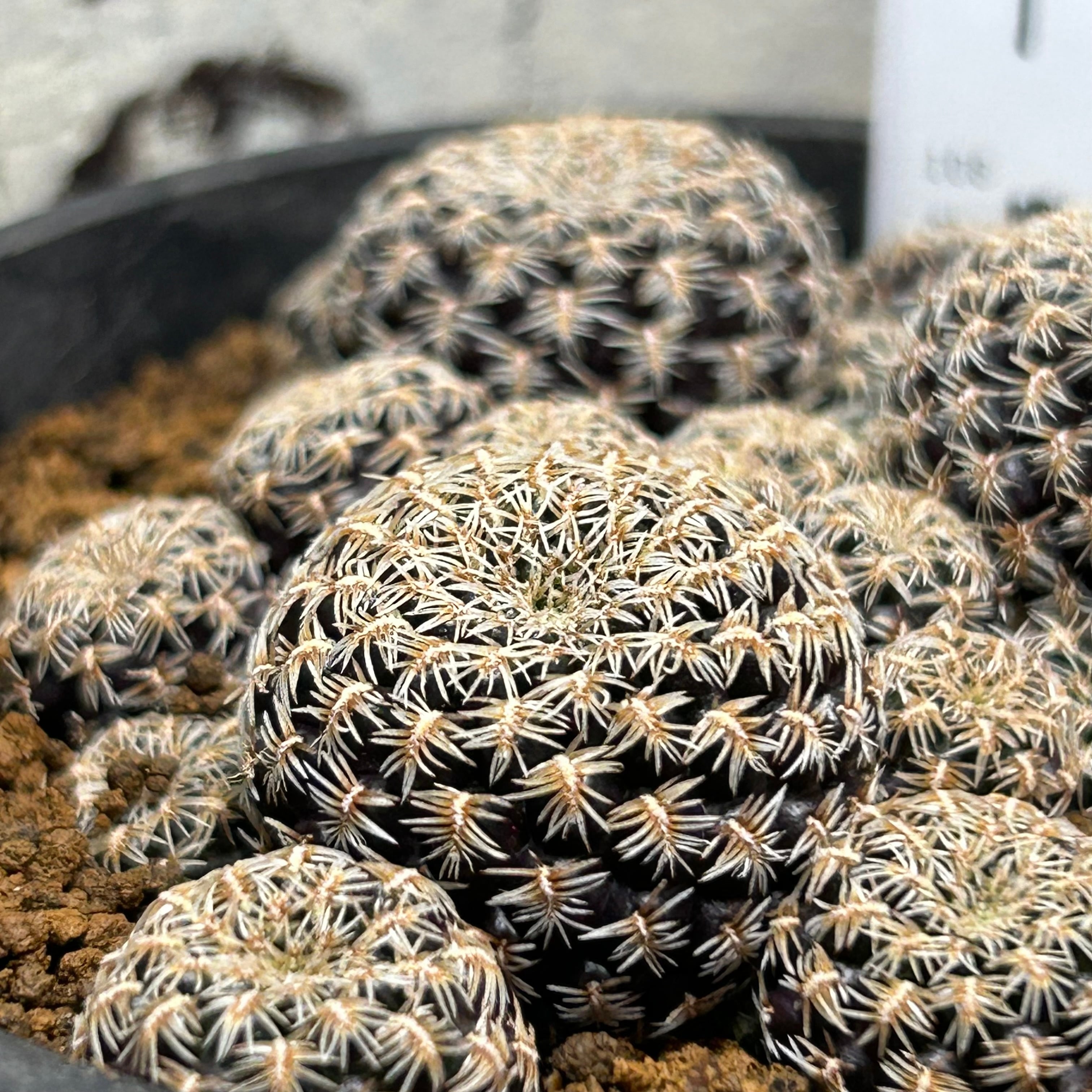 T)スルコレブチア アングスティニー PHA 0285 | RuPo 多肉植物専門店