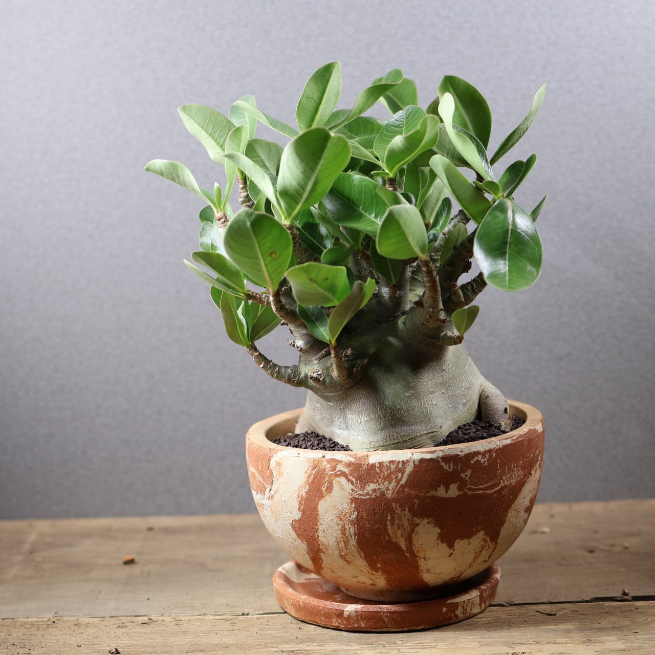 760 『アデニウム アラビカム ドワーフ 陶器鉢』 観葉植物【送料無料