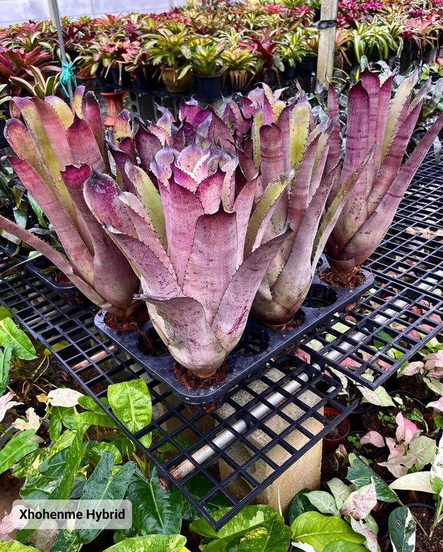 hohenme Hybrid 【artPLANTs】  ホヘンメア/タンクブロメリア