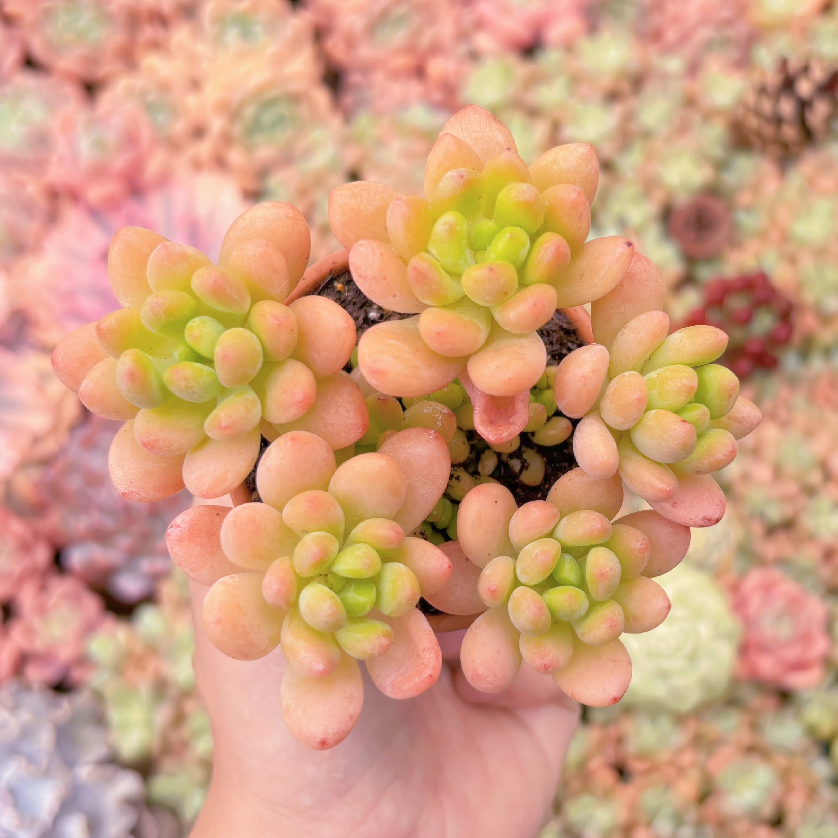 多肉植物　シャングリラ　群生　新入荷　るる農園