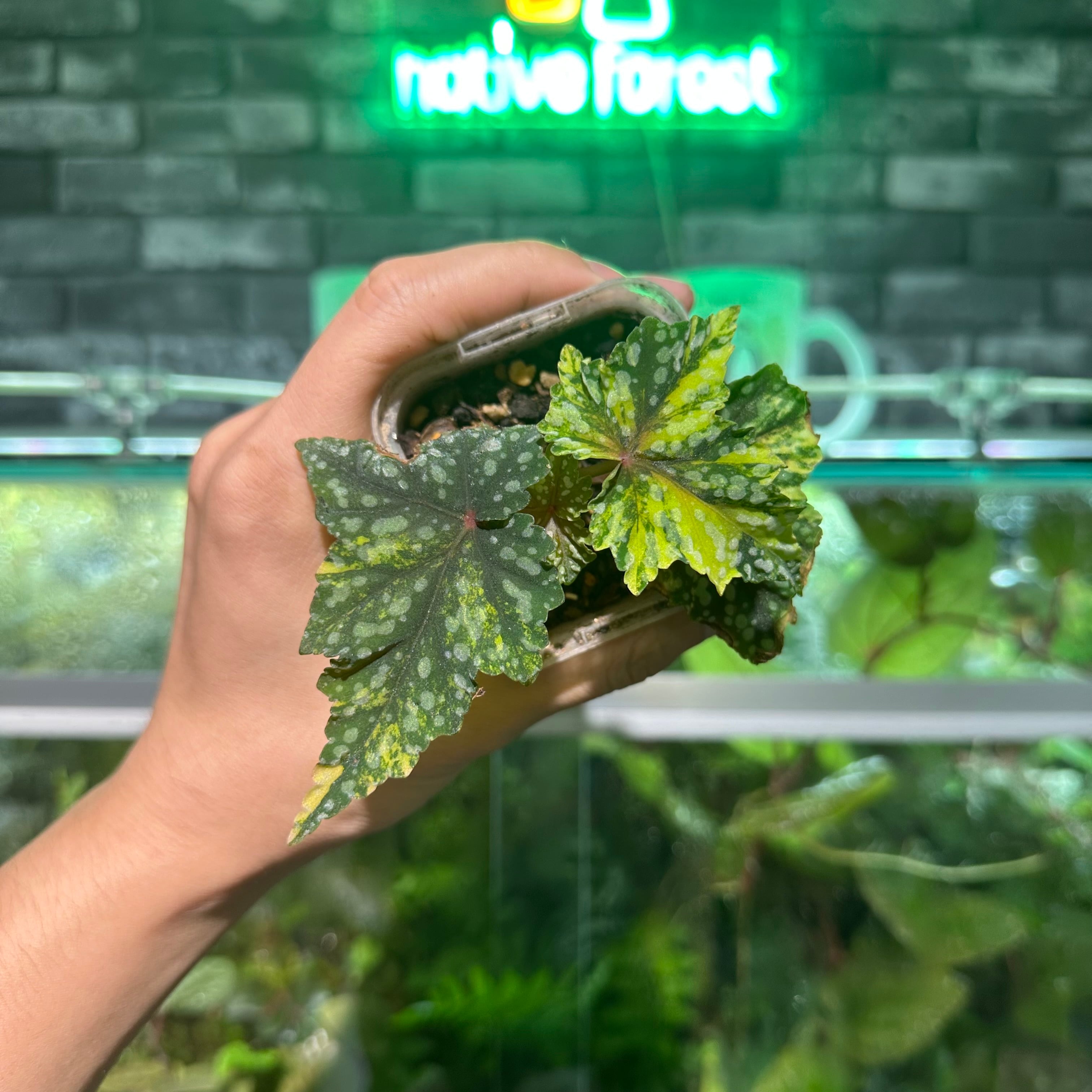 ベゴニア 出雲の煌星 斑入り -Begonia Izumo no Kiraboshi variegated