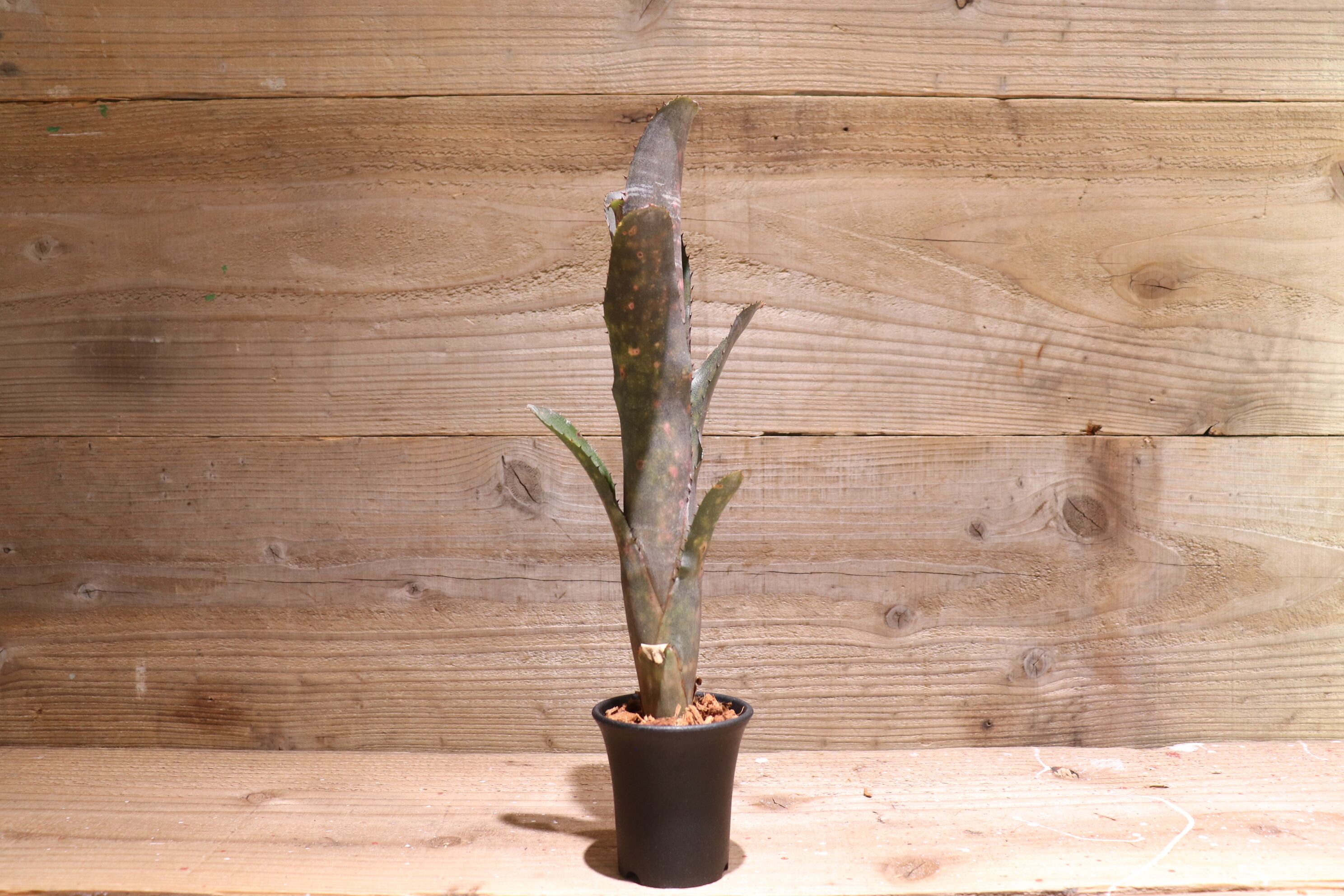 送料無料】Billbergia 'Incendiary delight'〔ビルベルギア〕現品発送