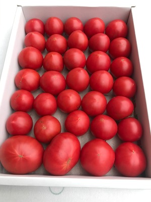 とまっくまのフルーツトマトご家庭用　約1.8キロ