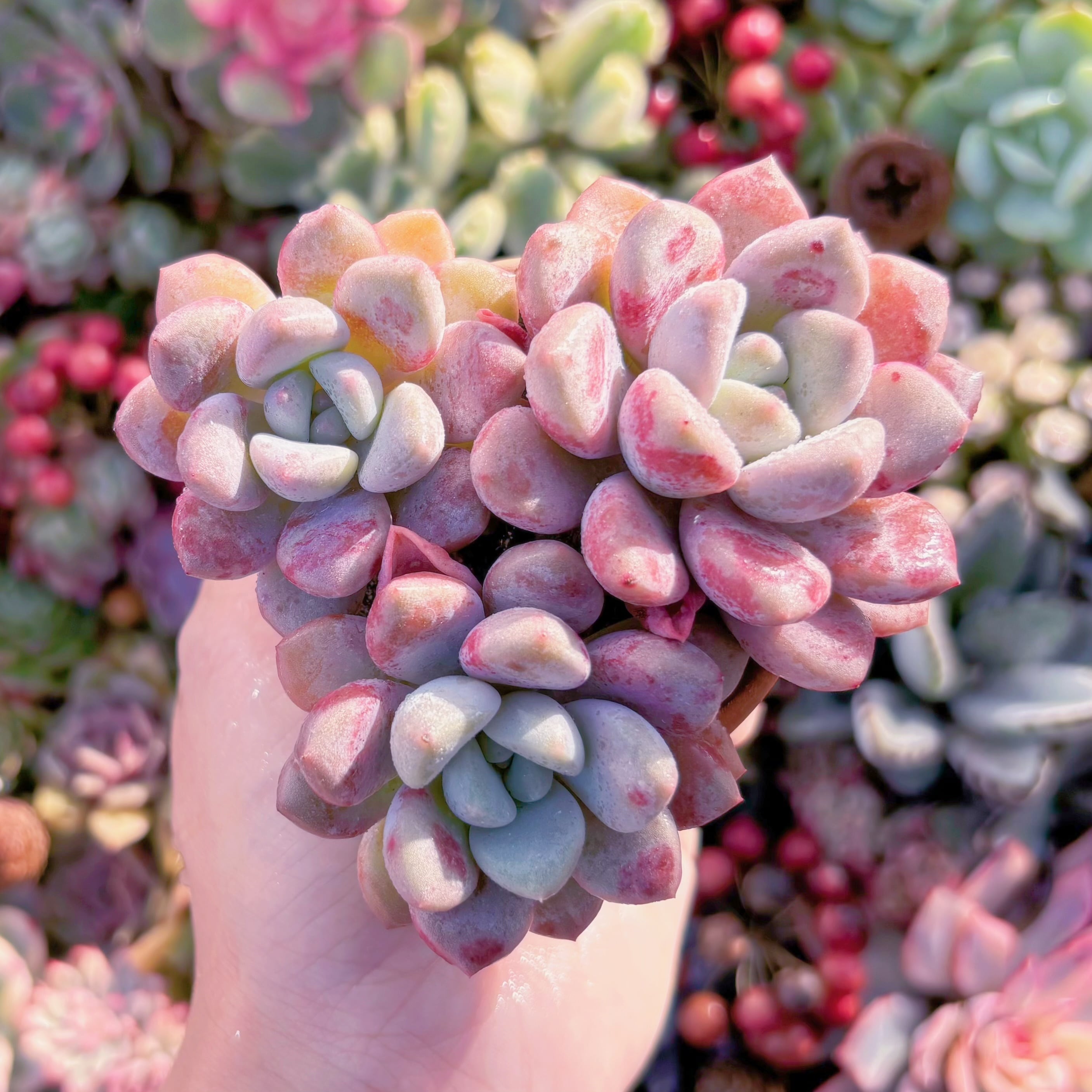 多肉植物　ラブリーディアー　群生(3~4頭)　新入荷　るる農園