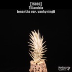 Tillandsia ionantha var. vanhyningii〔ティランジア〕T5893