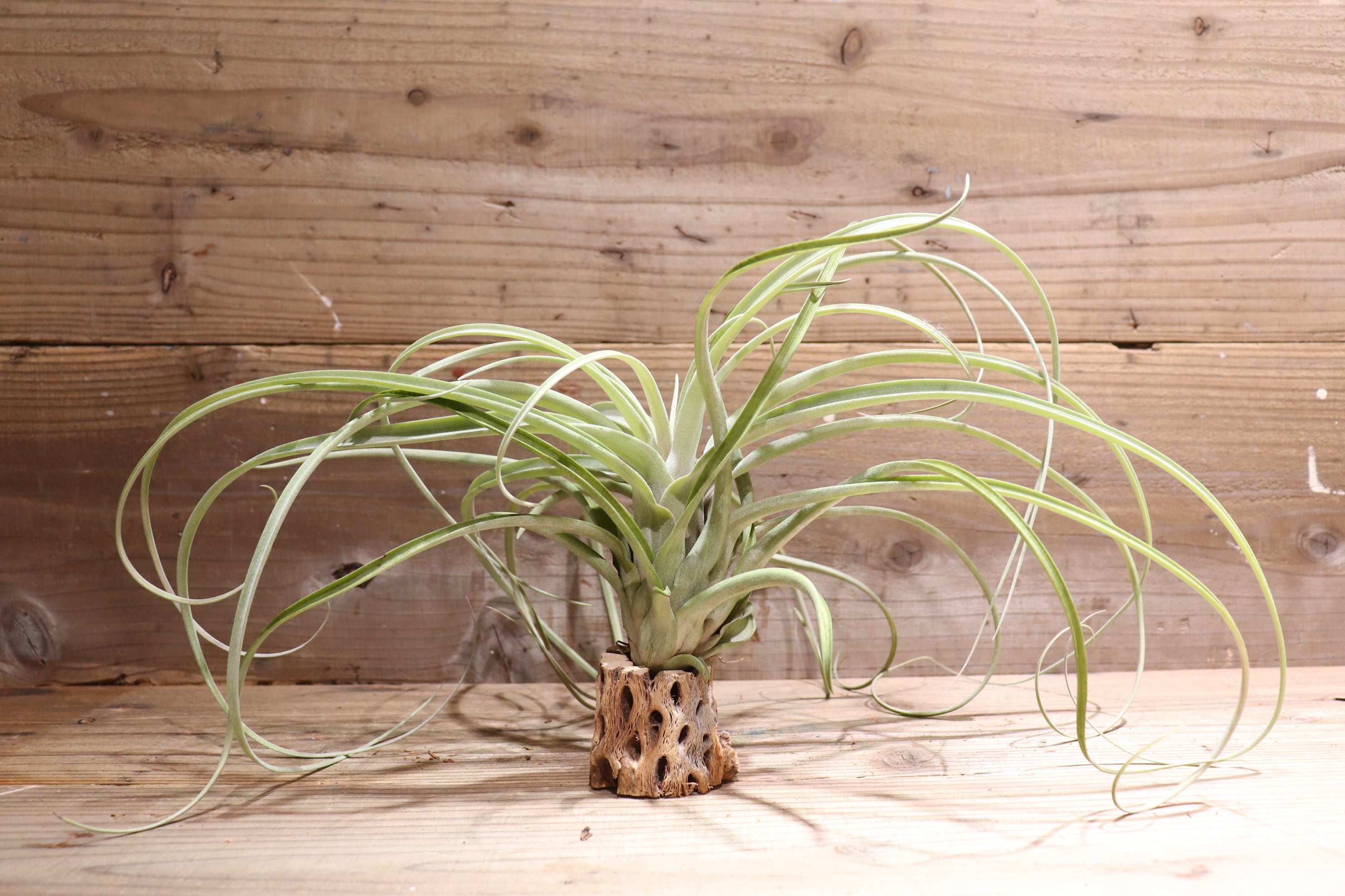 送料無料】'Ready For Liftoff'〔エアプランツ〕現品発送T2980 | plane