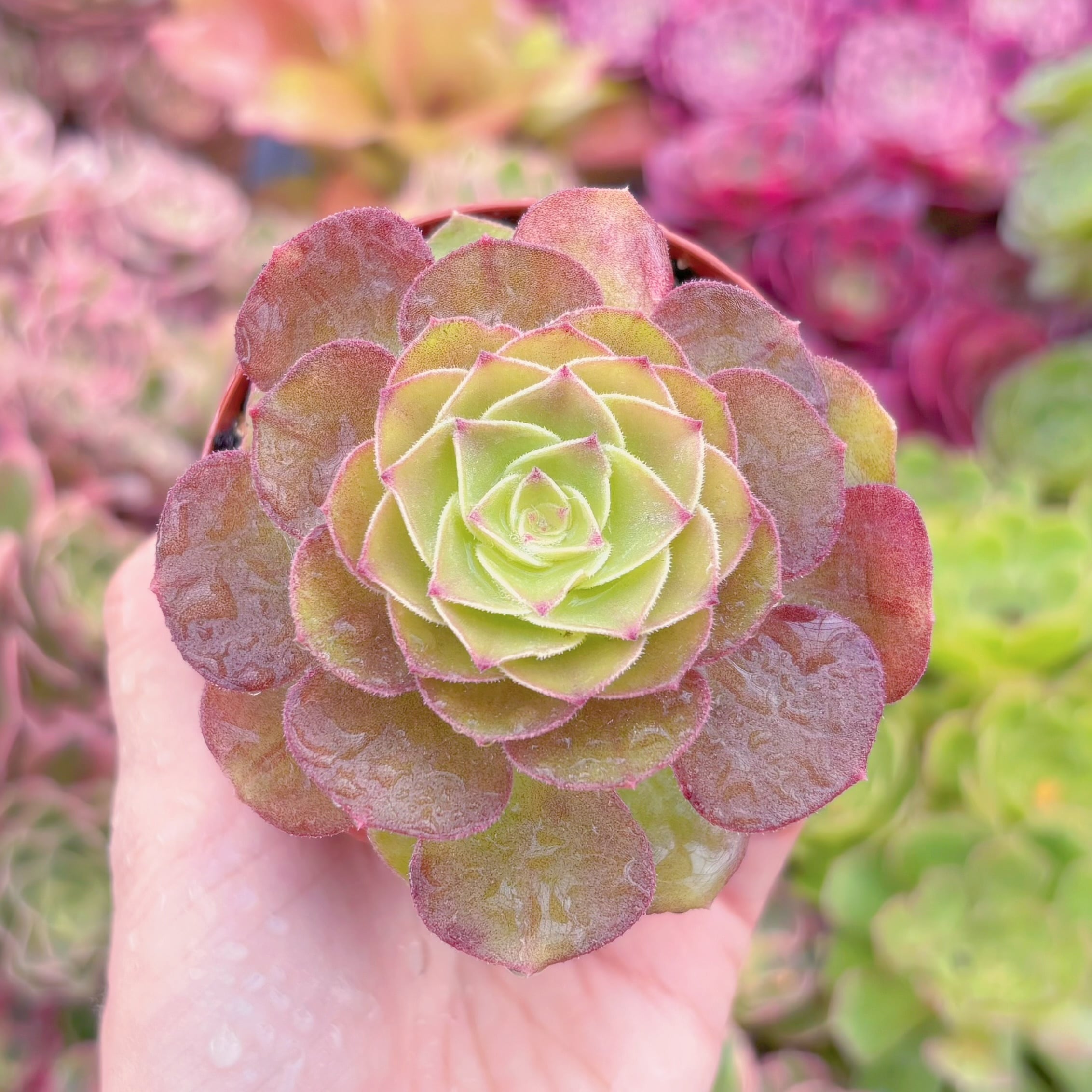 現品　雨花石#K490　るる農園