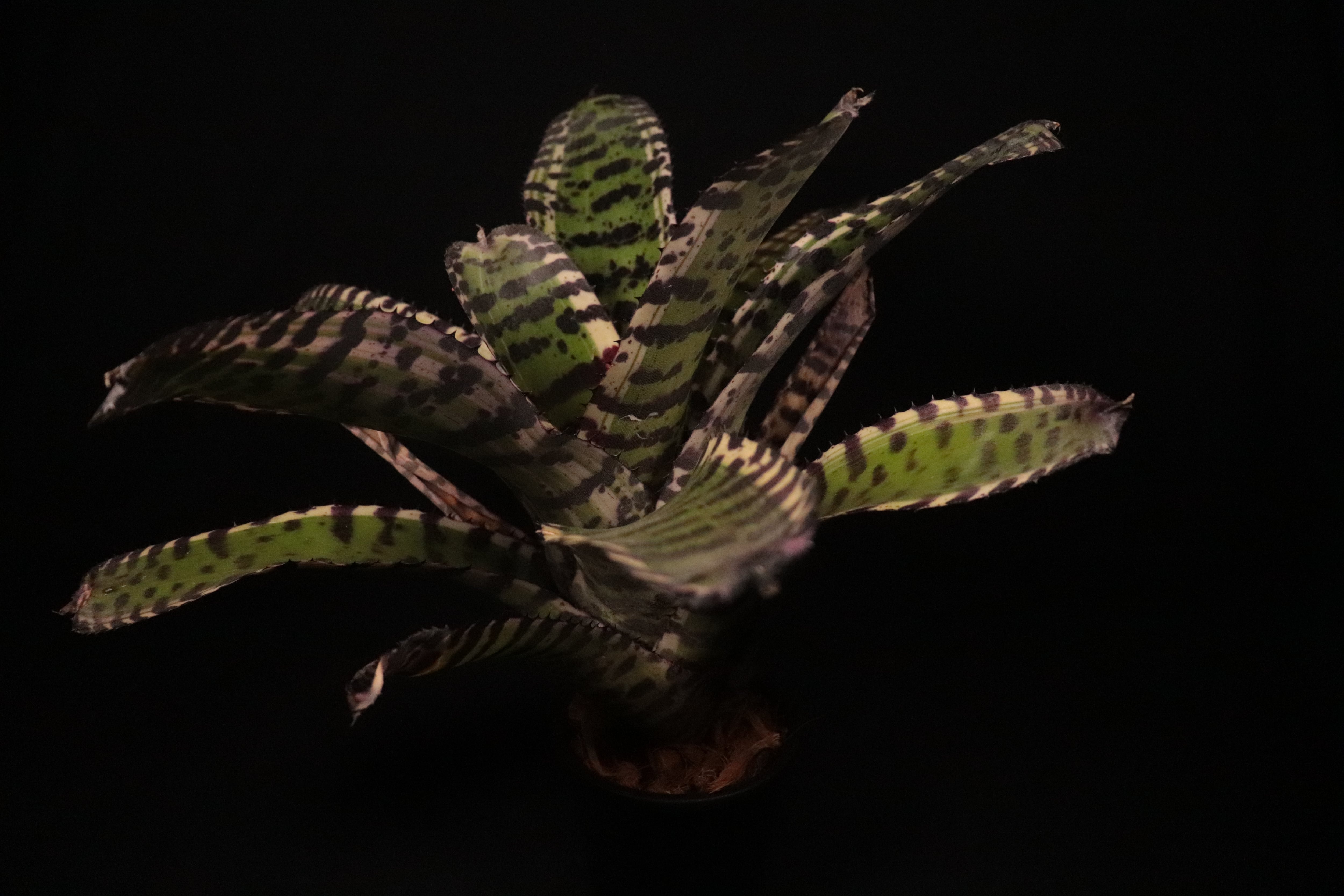 ブロメリア・エアープランツ Neoregelia Iron Side ブロメリア・エアープランツ Neoregelia Iron Side ブロメリア・エアー