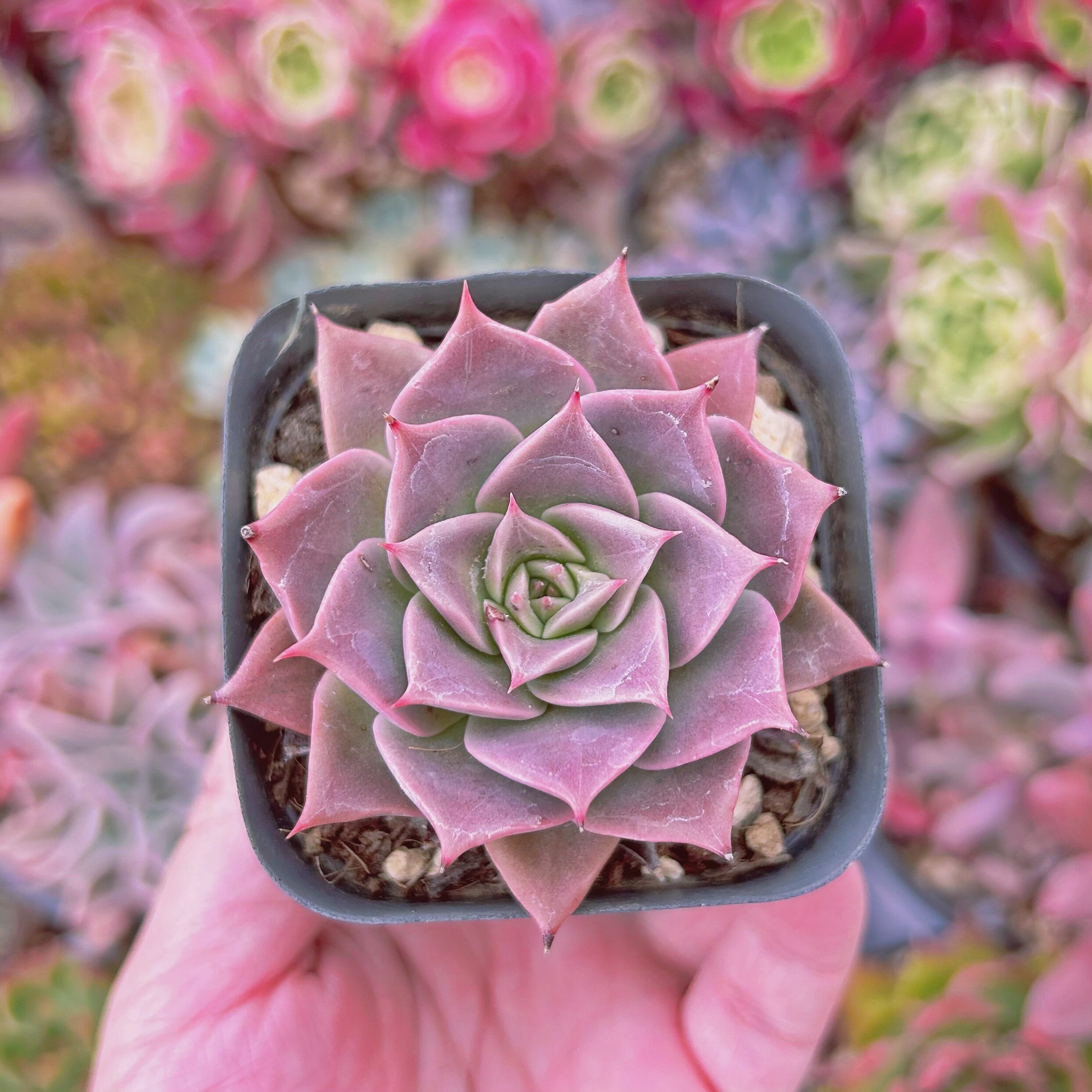 #2020現物　多肉植物　ミヤ　抜き苗