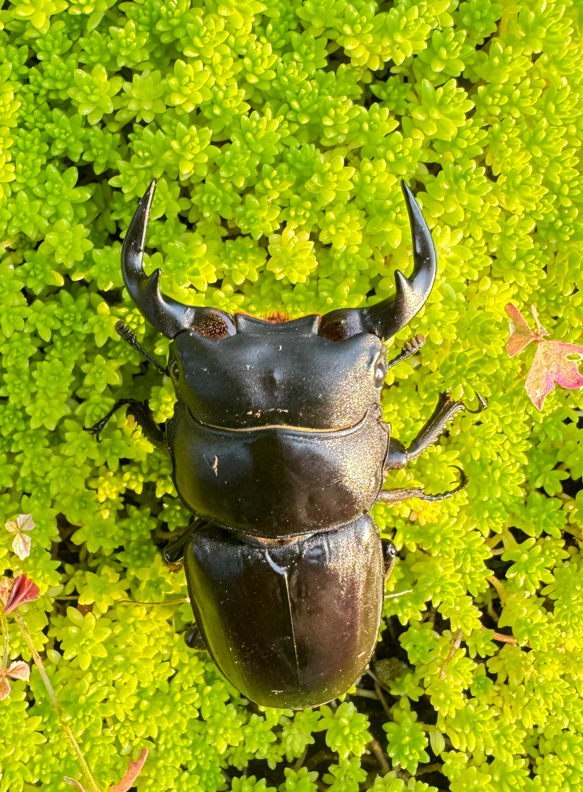 ◇◇ ◇◇ アクベシアヌス ミヤマ 新成虫 大型♂ 86.0mm 単品 ② 