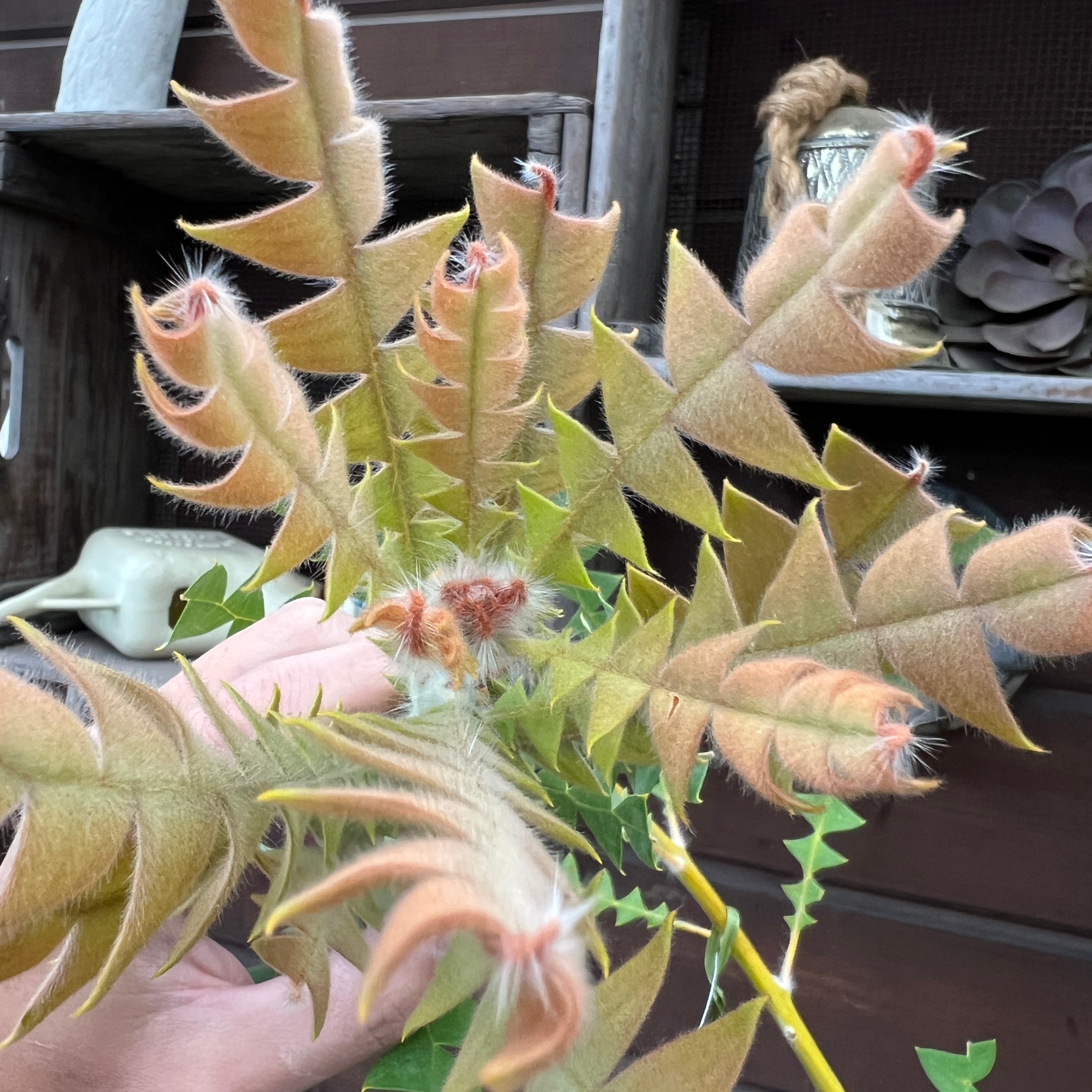 バンクシア バクステリ② | 沼ノ上農園