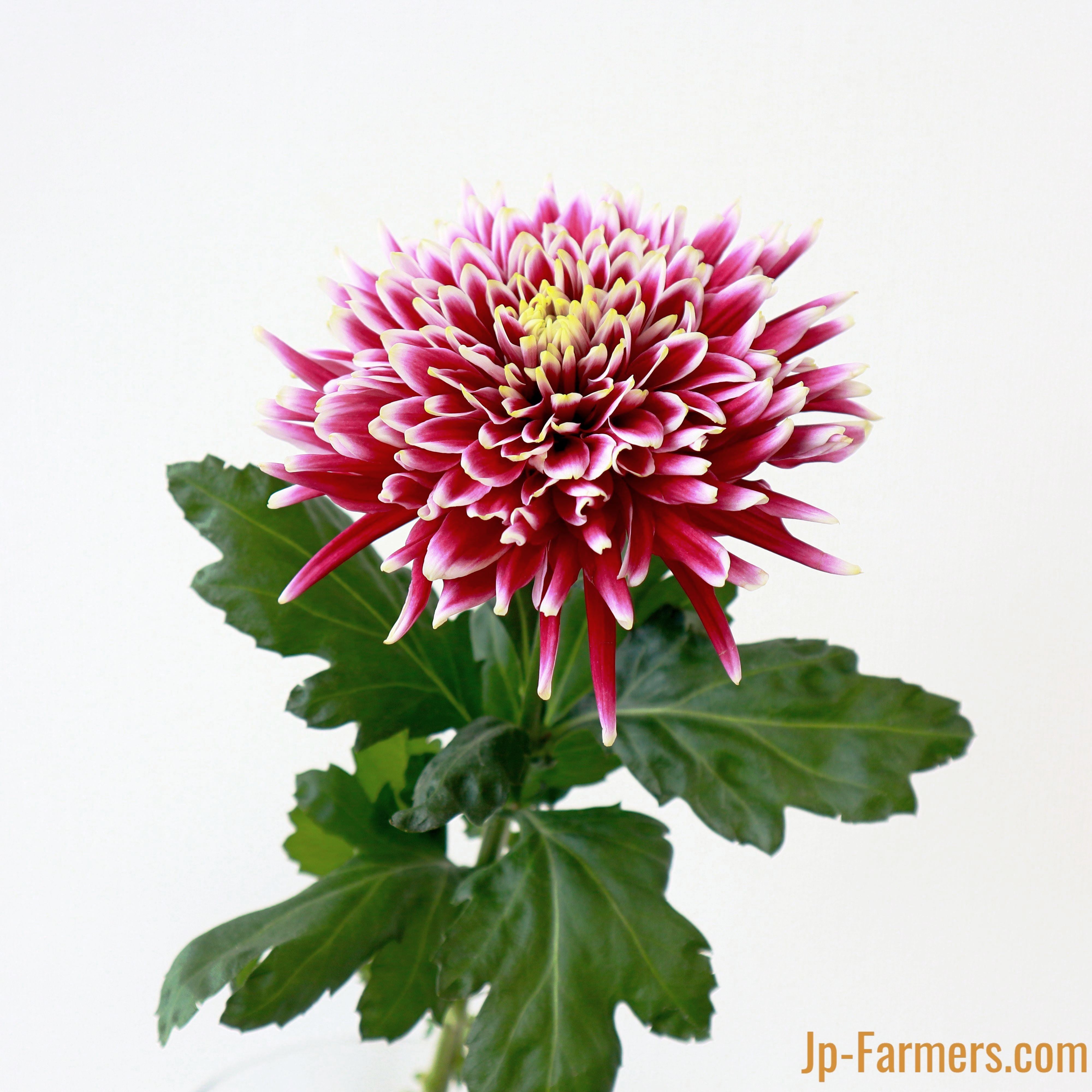 最優秀賞受賞 新たな魅力を伝えるディスバッドマム『 セイフェスト