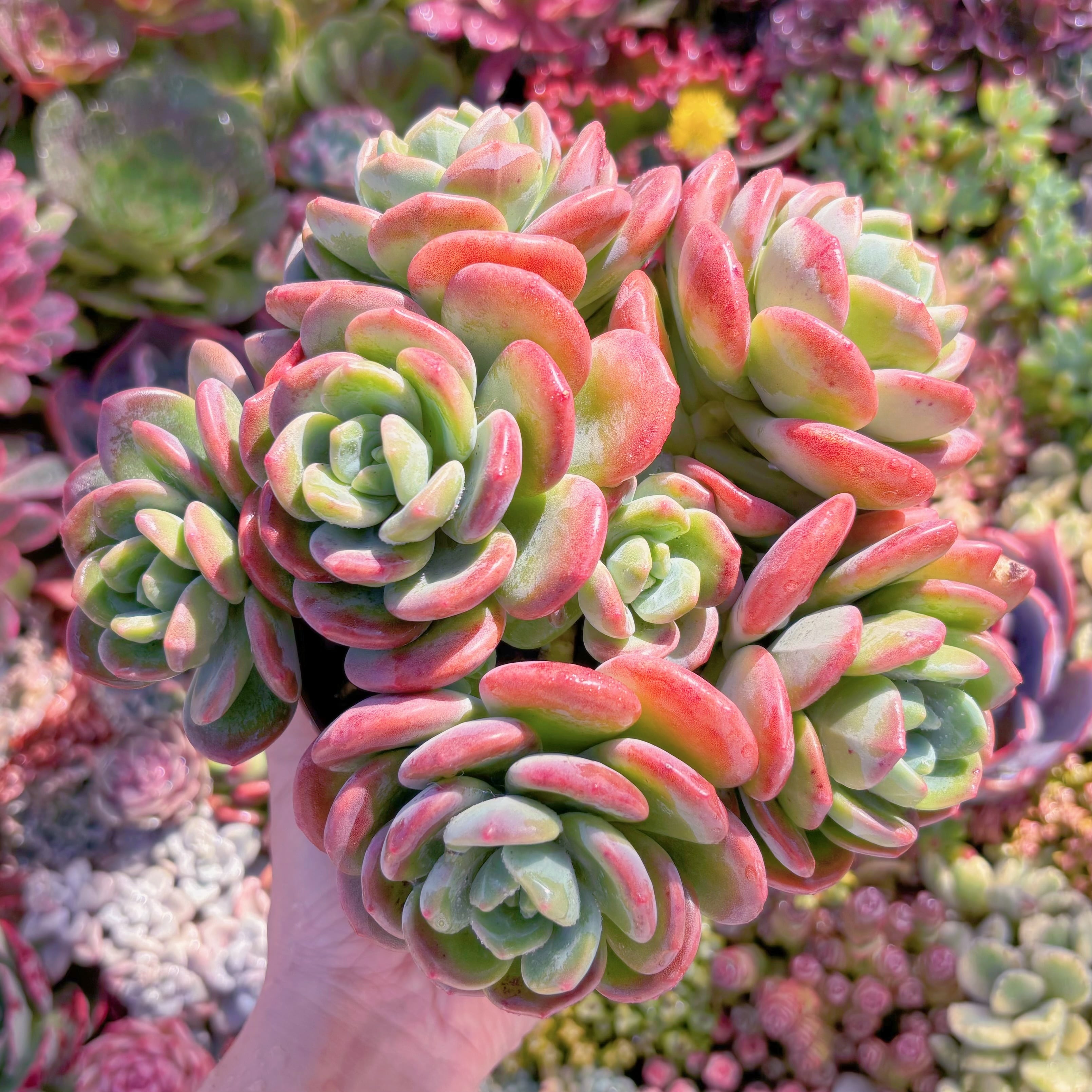 現品　ラサノカール#M098　特大群生　新入荷　るる農園