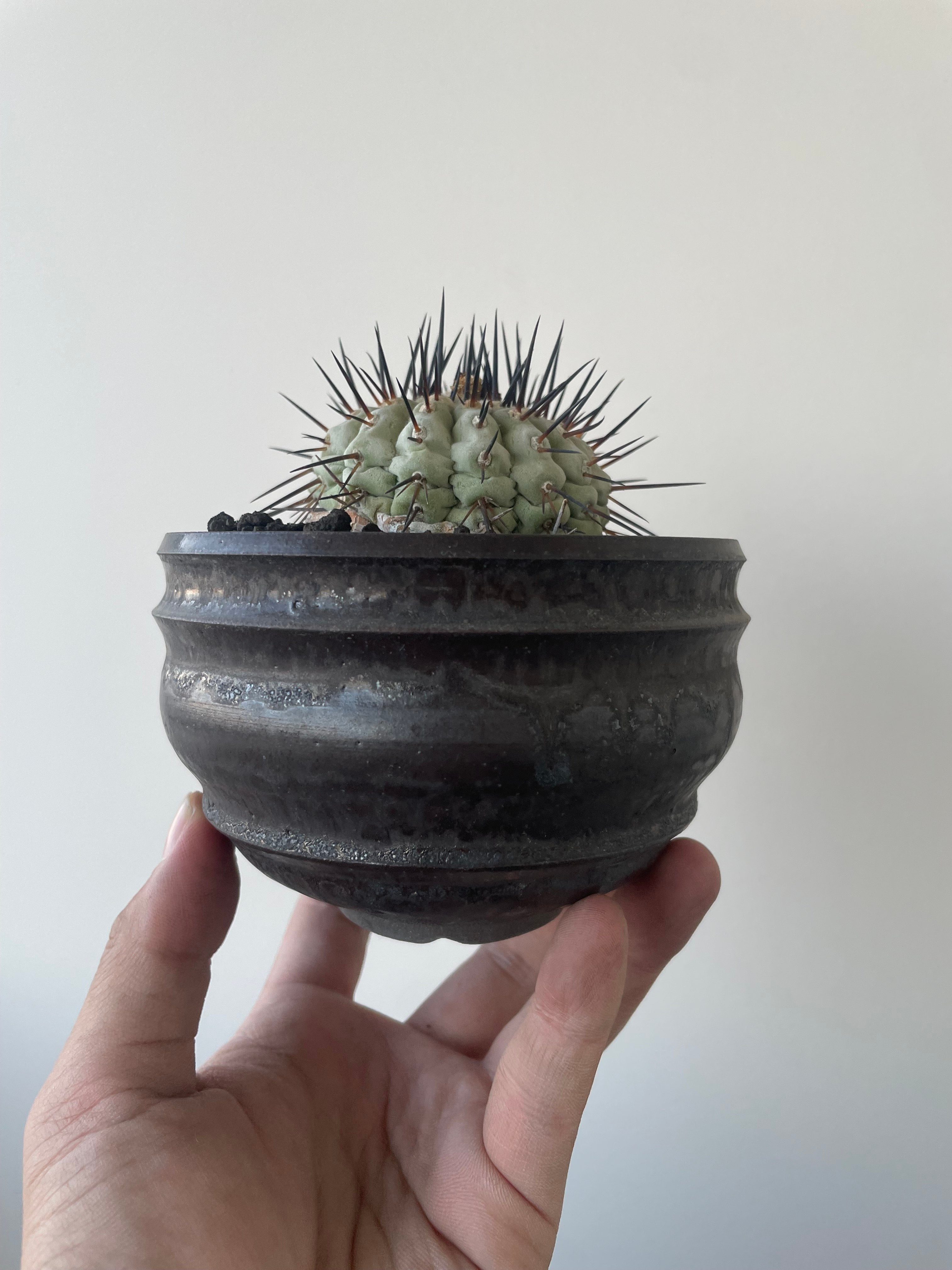 Copiapoa cinerea 古株 × deracine factory 【国内作り込み黒王丸