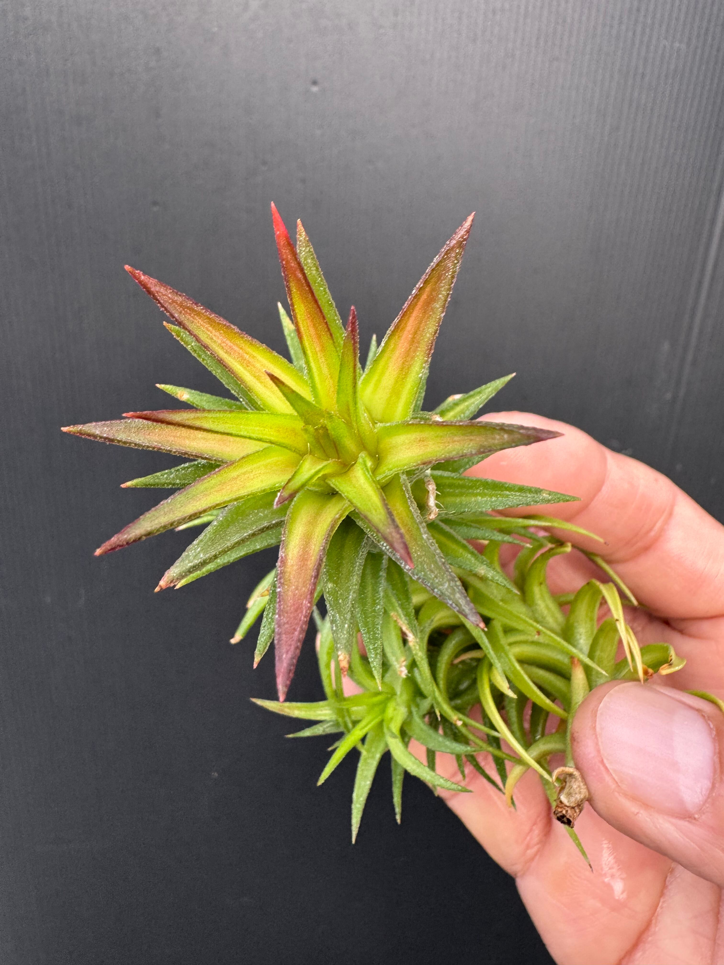イオナンタ バンハイニンギー バリエガータ ionantha v. vanhyningii