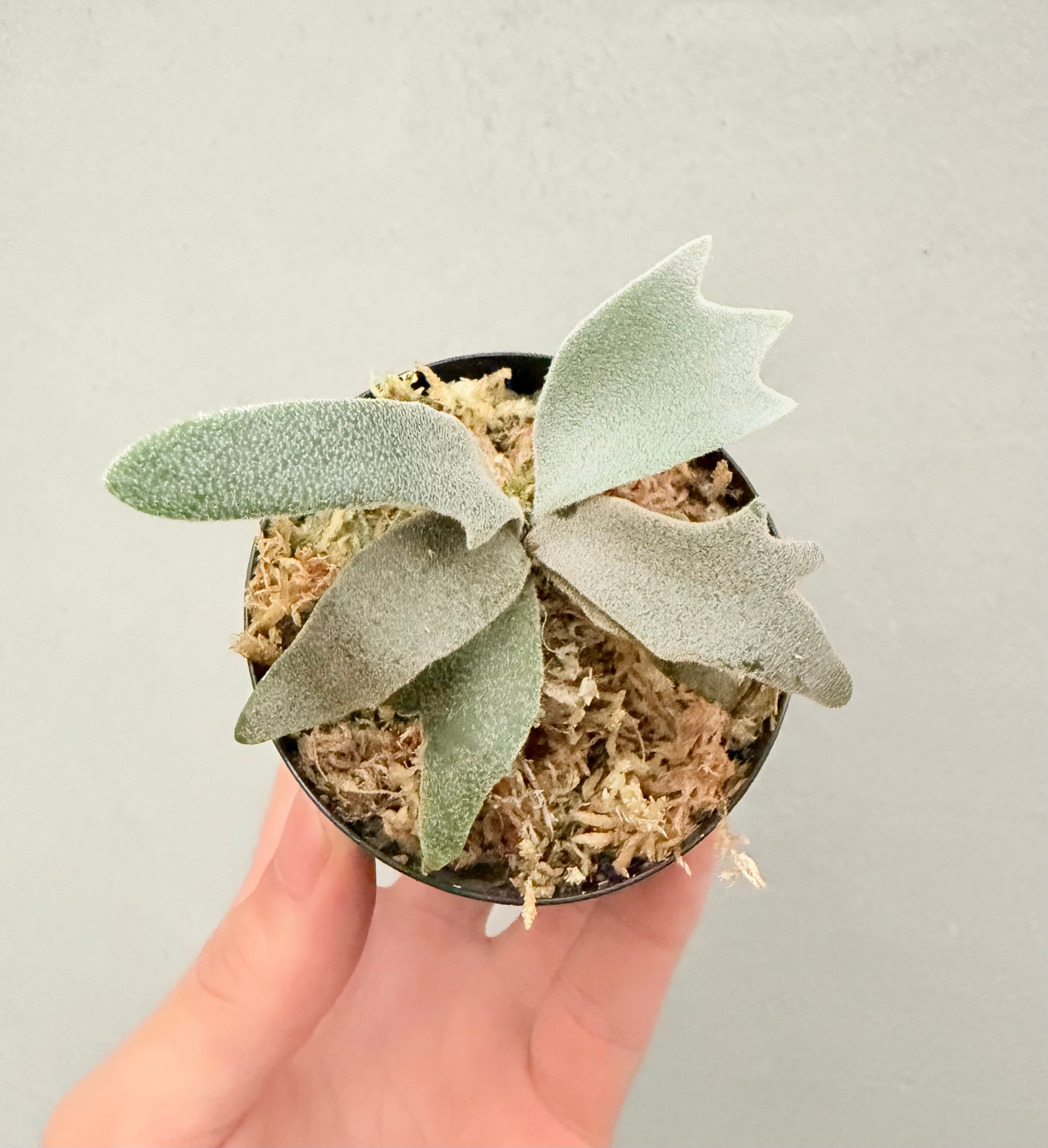 vandaka plants
