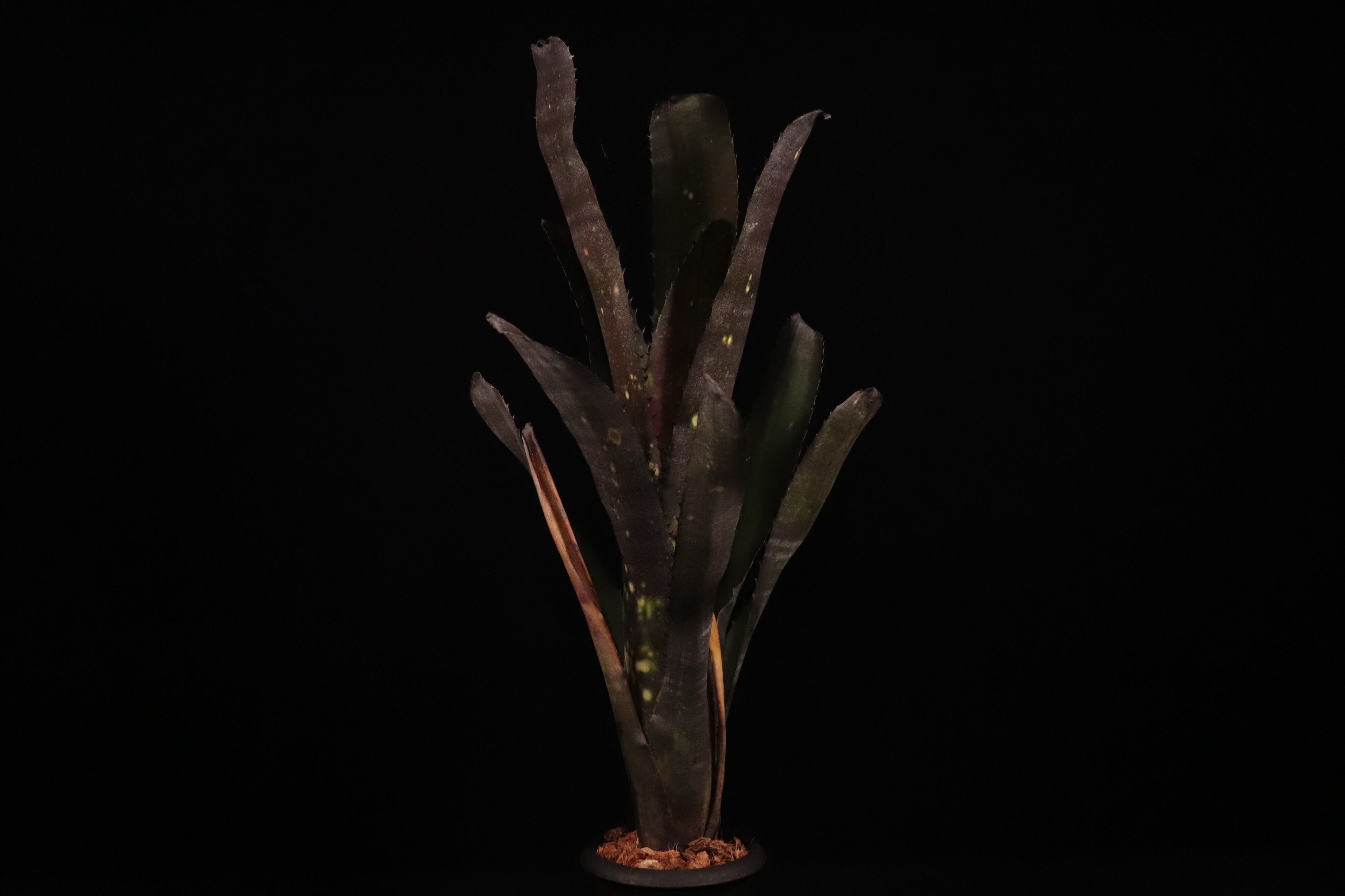 極上株ビルベルギア ダークプリンス Billbergia Dark Prince 5a10dfe09a80aa852f4df3730425a8