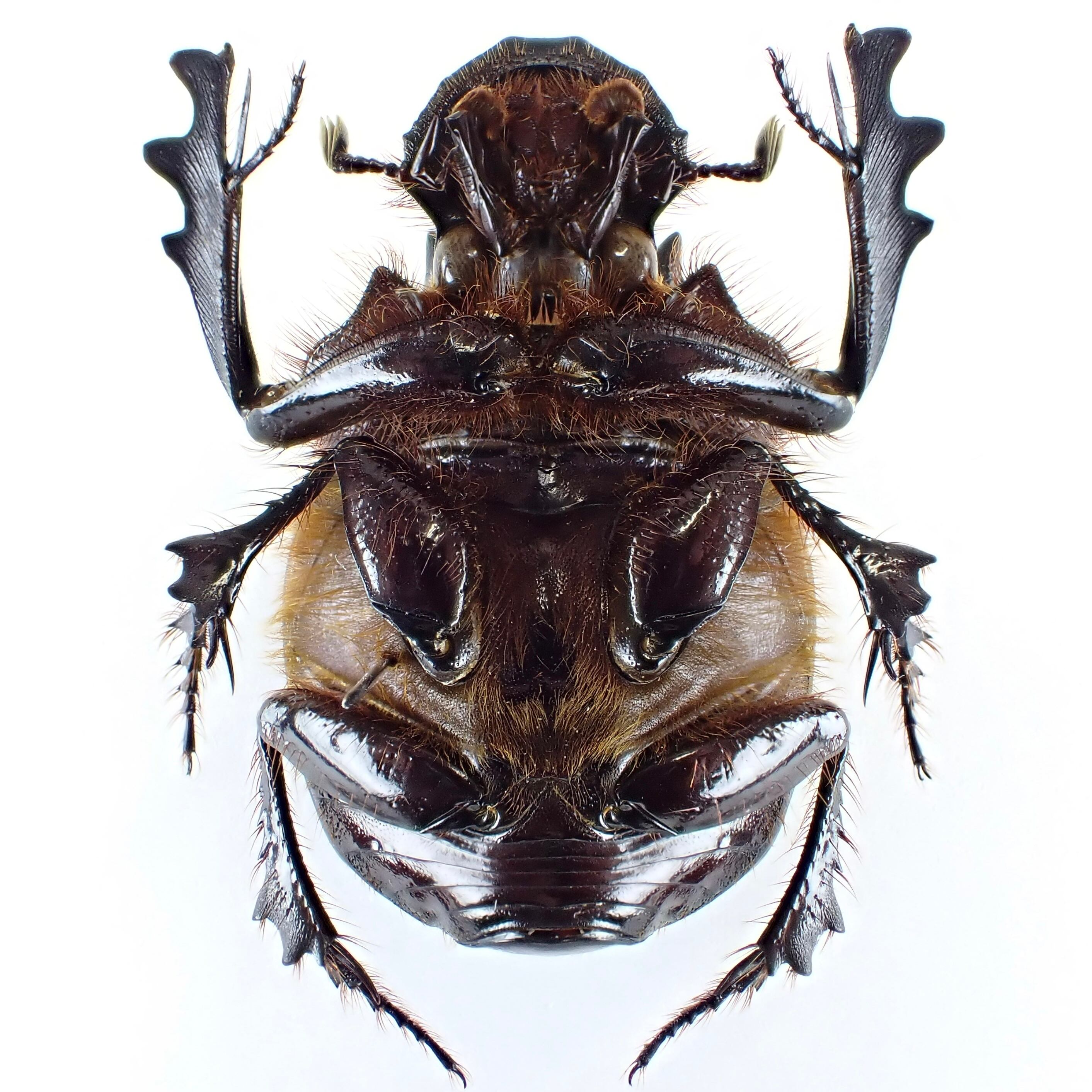 標本 Etiopia Helicopris densissa 35mm エチオピア産 Heliocopris densissa ♂♀ 35mm/38mm | 昆虫標本