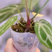 Red Crystallinum × Silver Blush / アンスリウム・レッド クリスタリナム × シルバーブッシュ⑥