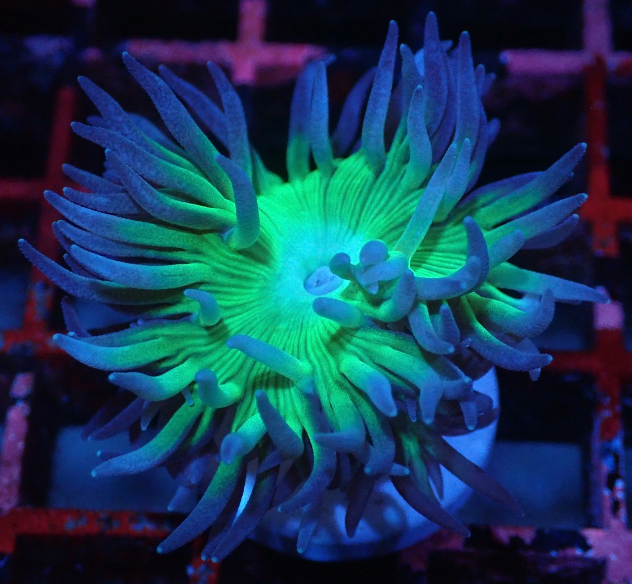 【現地買付】Duncanopsammia axifuga 6
