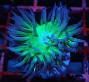 【現地買付】Duncanopsammia axifuga 6