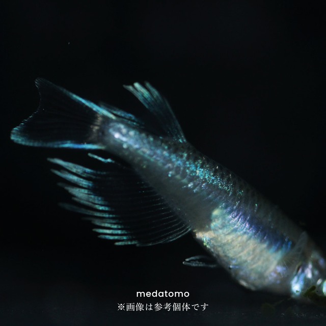 Blue butterfly - 青蝶メダカ 3ペア gallery image 1
