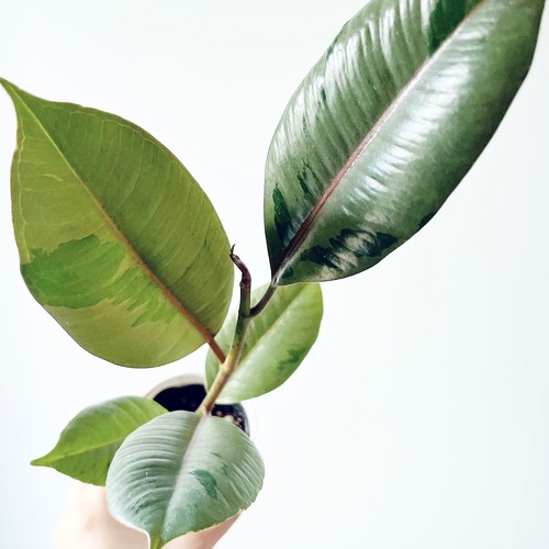 【新品種】フィカス ブルールビー 観葉植物 calm cafe