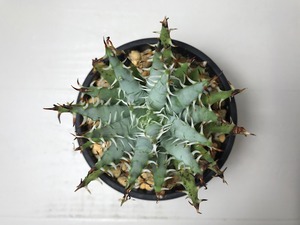 アロエ エリナケア