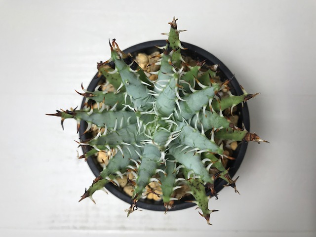 アロエ エリナケア