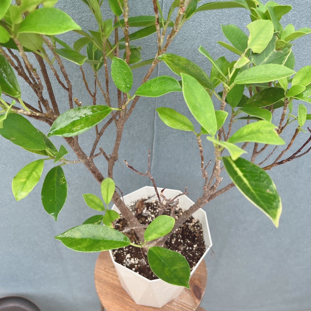 現品］【希少】96番 黄金ガジュマル 5号 観葉植物 室内 レア ゴムの木