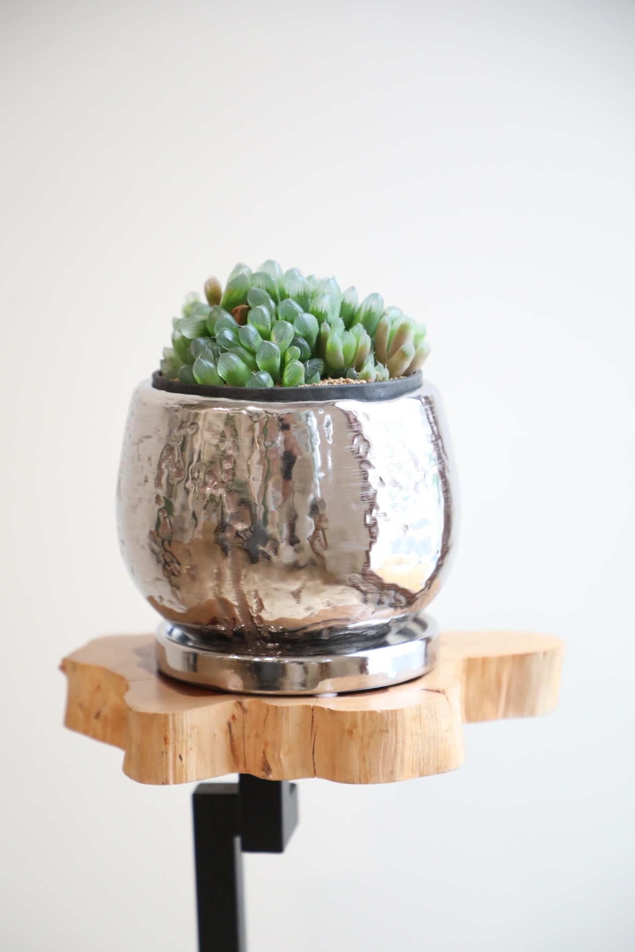 【S】ハオルチア クーペリー/Haworthia cooperi　※陶器鉢付き