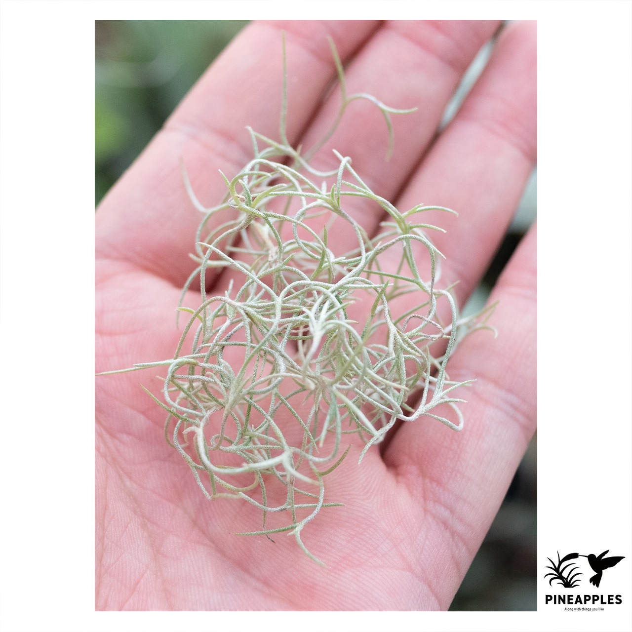 Tillandsia usuneoides 'Miniature Form' - 1