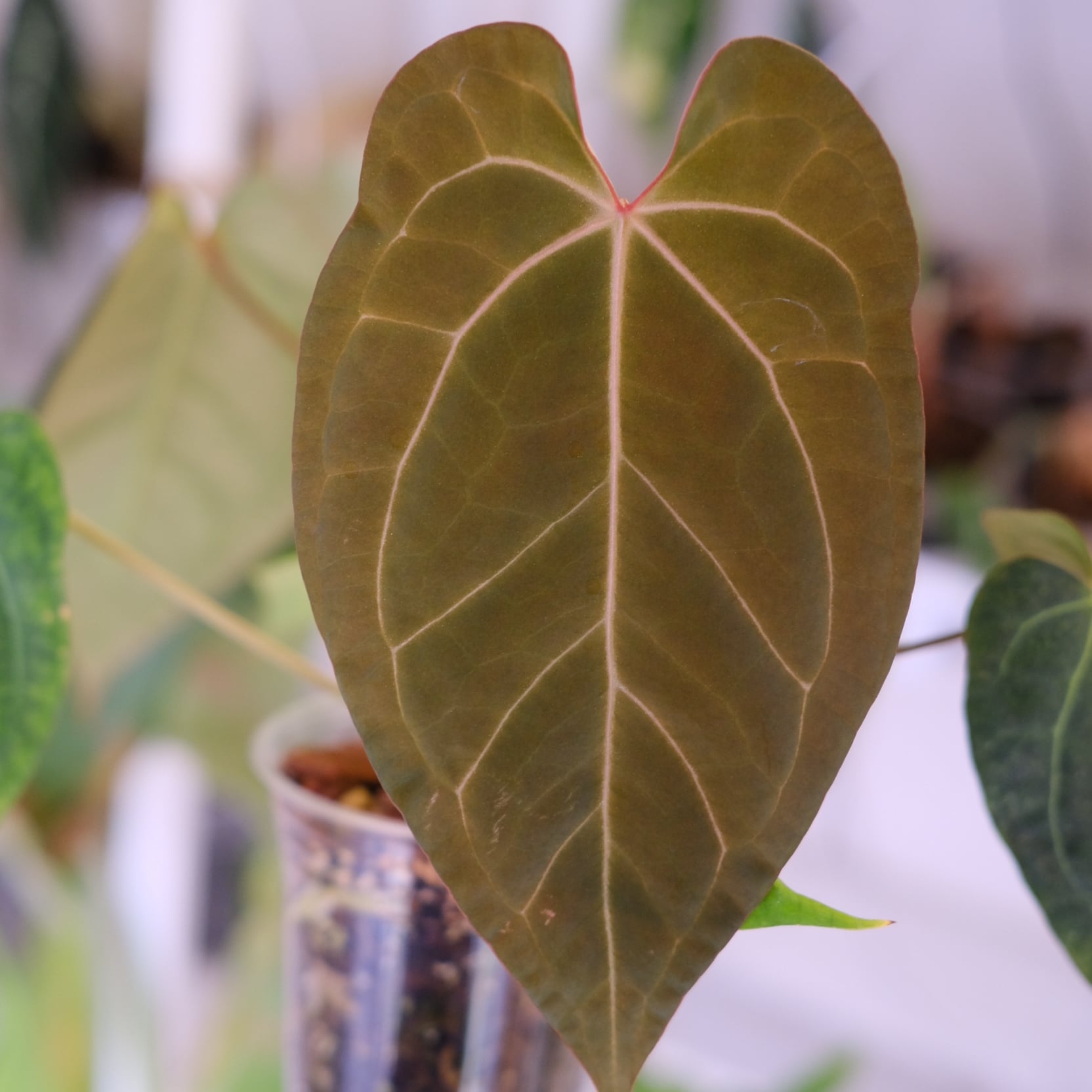 Anthurium Ace of Spade × Anthurium Zara × Michelle│アンスリウム