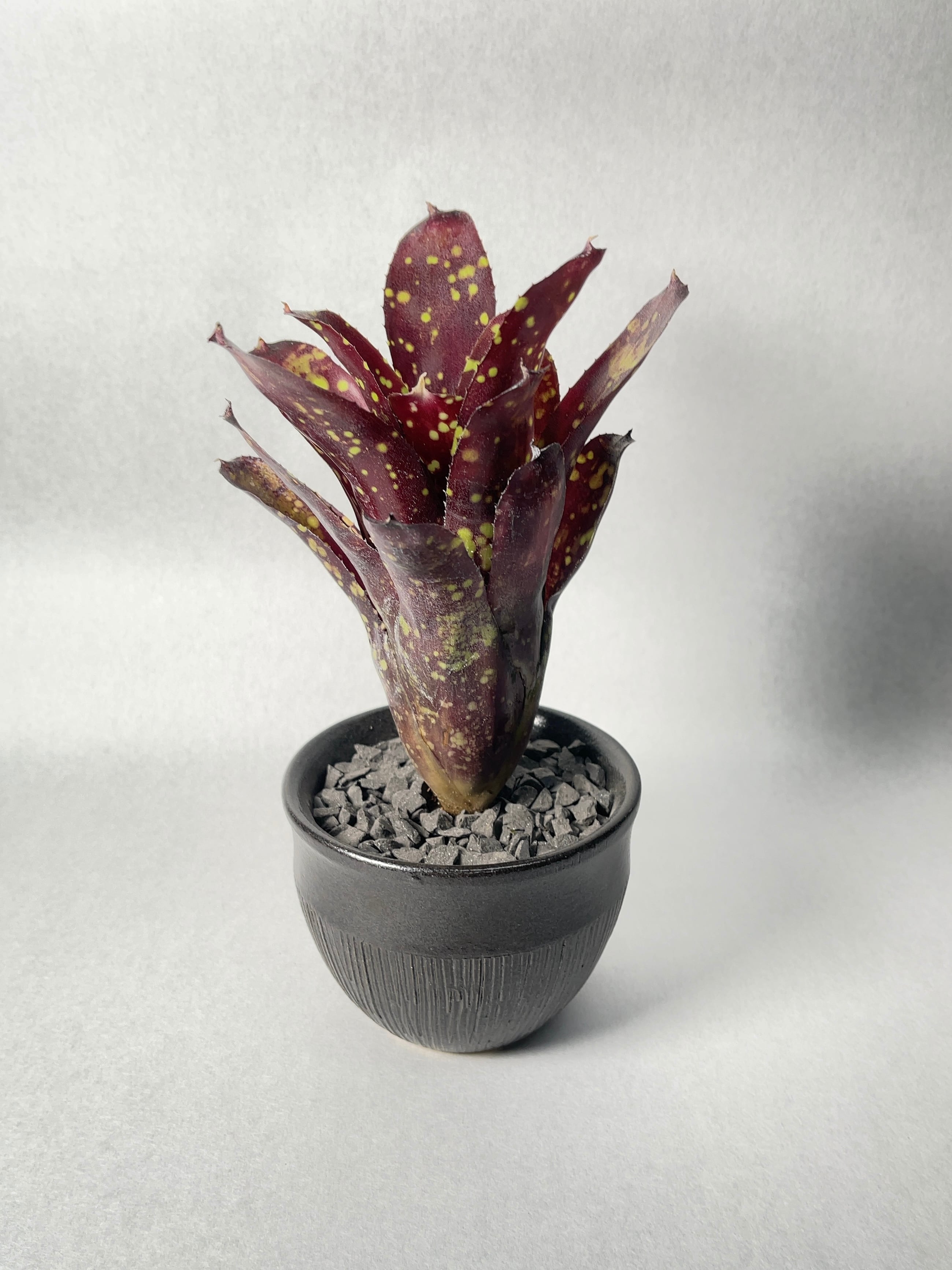 ネオレゲリア・ドミノ | trigger