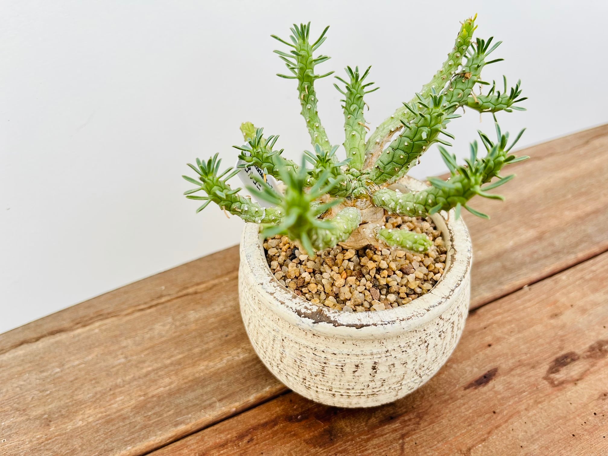 Euphorbia gorgonis ユーフォルビア ゴルゴニス 多肉植物 | plants MARU ー 多肉植物・サボテン・園芸グッズのお店 ー powered by BASE