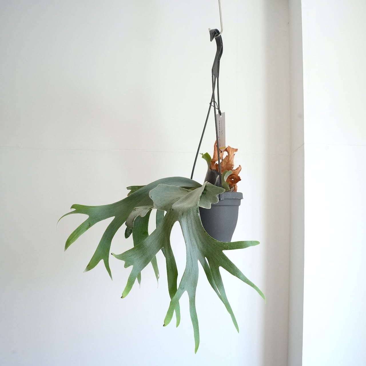 送料込み】ハンギング植物 ビカクシダ ウィリンキー 4号サイズ プラ