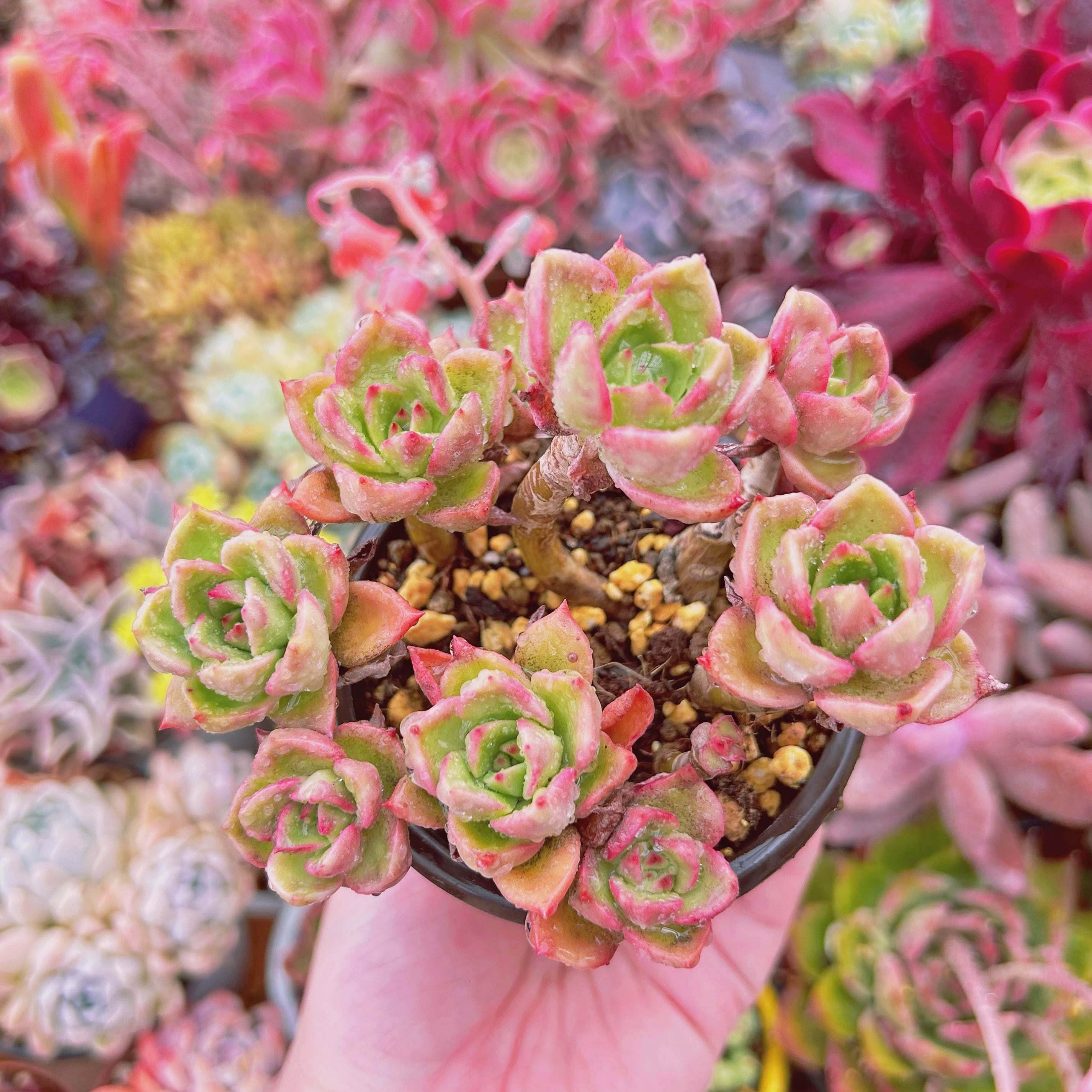 #573現物　多肉植物　新品種　Echeveria  アルファード　抜き苗