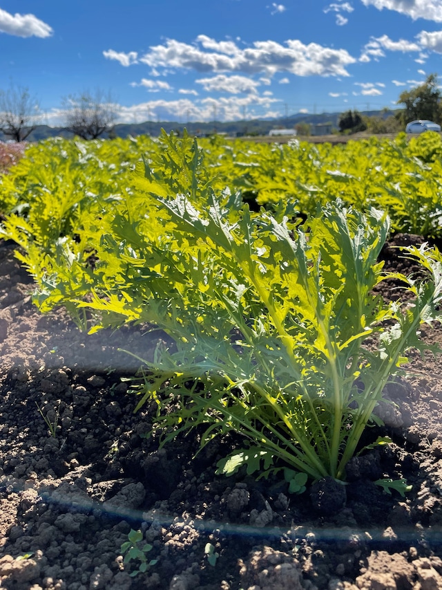 【かぐらぼ】11月harezen「霜月」満足サラダごはん。~サラダハーブ日和~