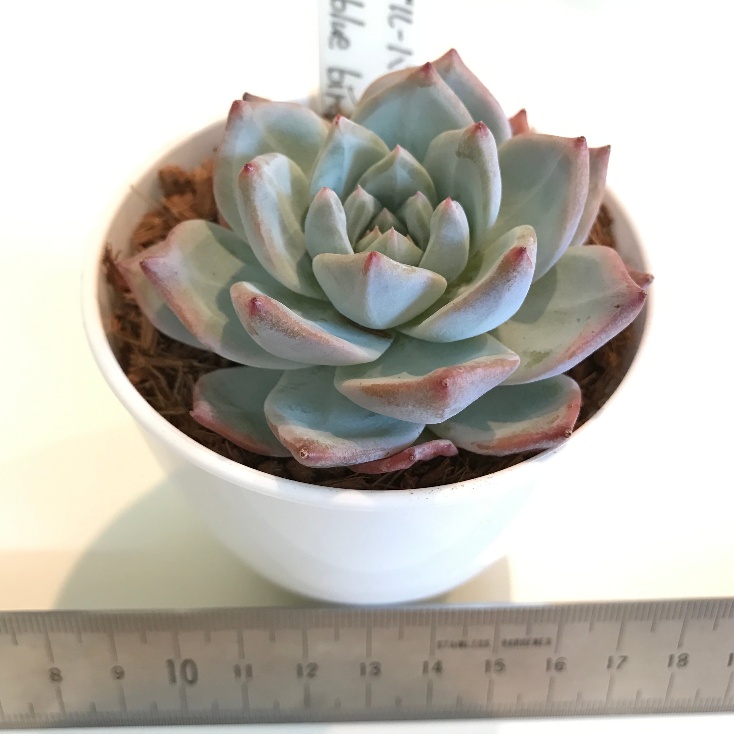 多肉植物 エケベリア ブルーバード Echeveria blue bird No.２ | 季心庵 きしんあん powered by BASE