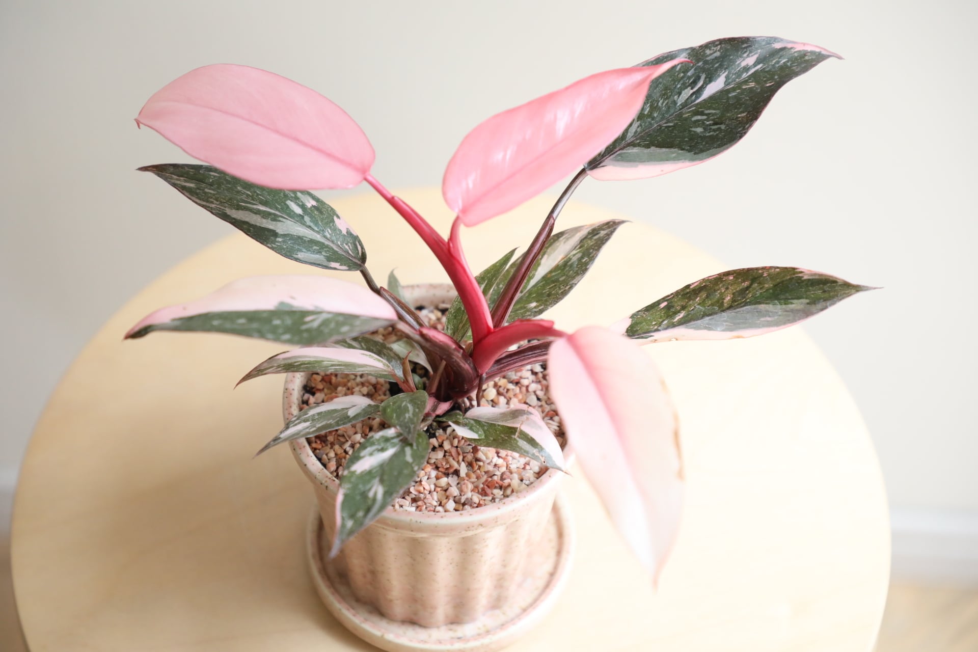 M】フィロデンドロン ピンクプリンセス/Philodendron Pink Princess