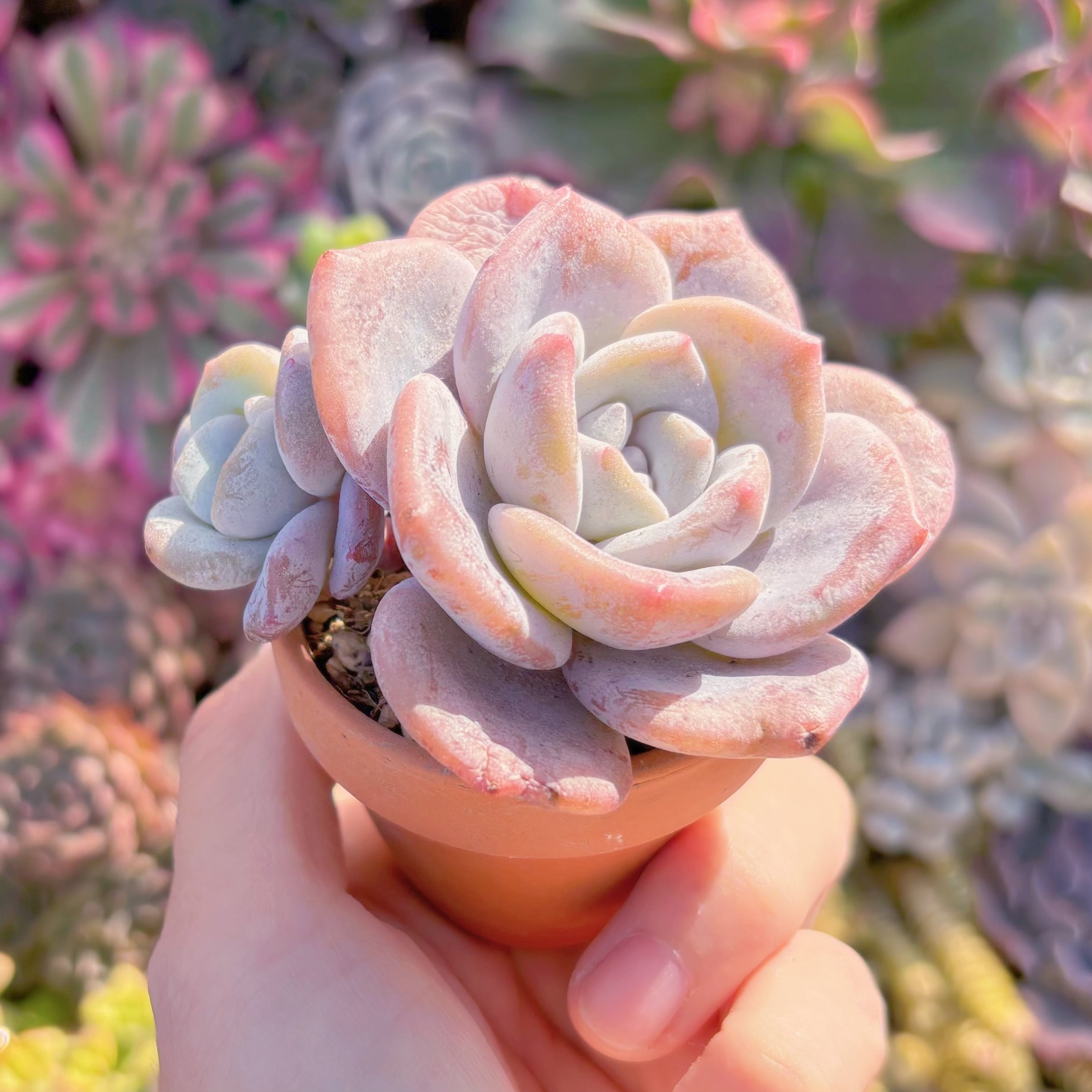 多肉植物 桜花雪 新入荷 るる農園 | るる農園~多肉植物専門