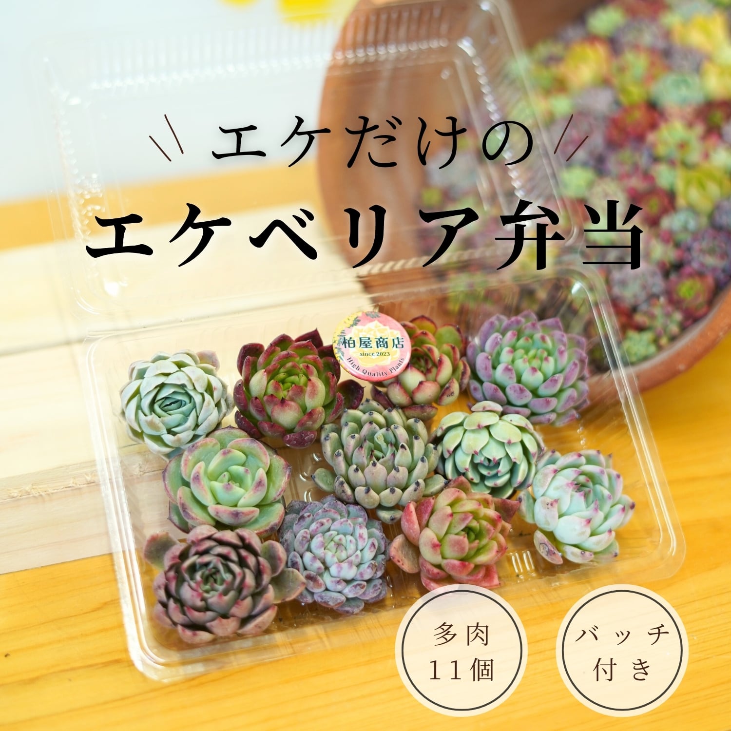 限定バッチ付き柏屋エケベリア弁当