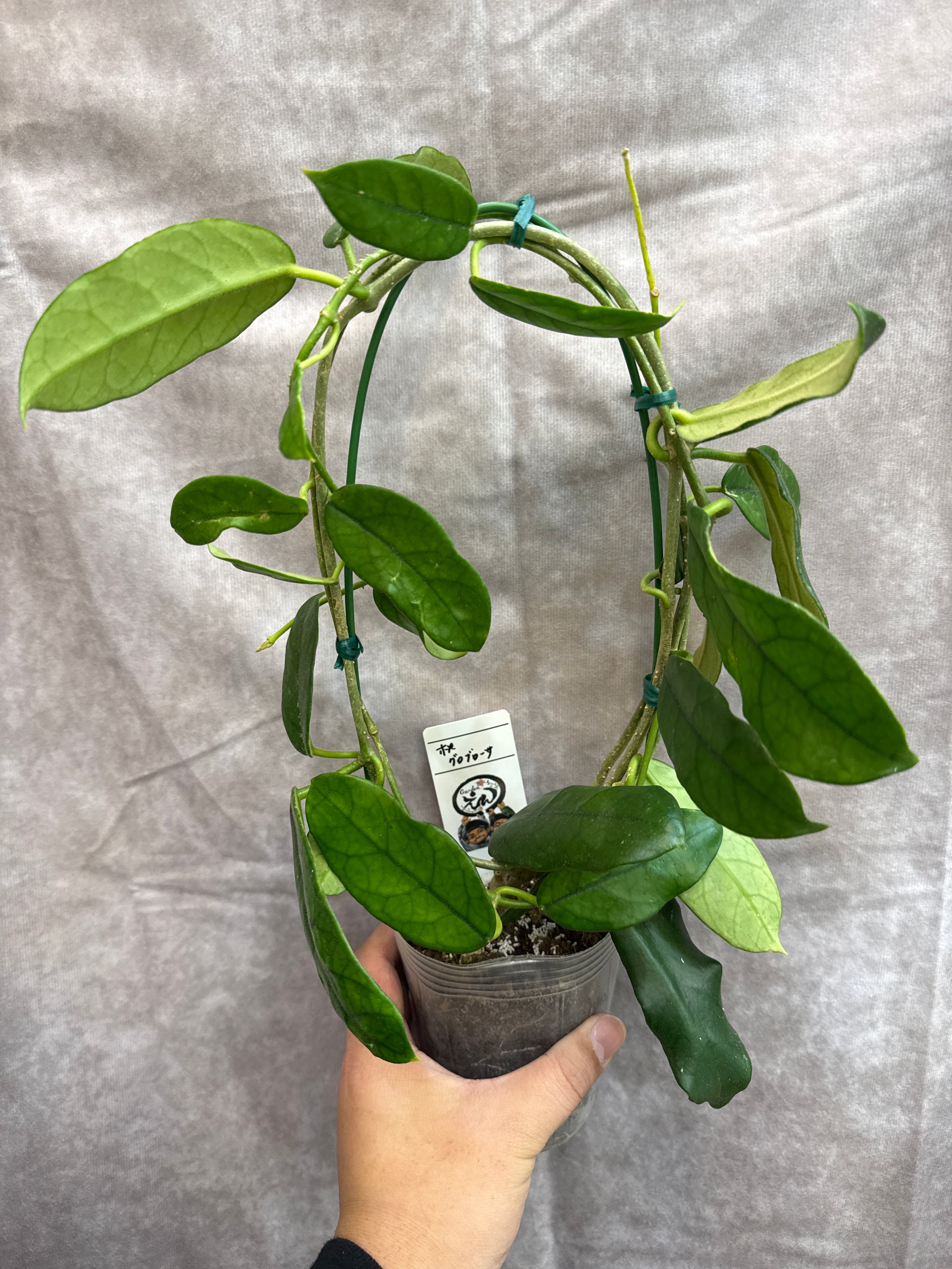 Aglaonema purple my tiara / パープルマイティアラ | Gardenえん